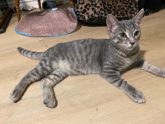 STEVIE, a ADOPTABLE Tabby in Niagara on the Lake, ON image 2/3