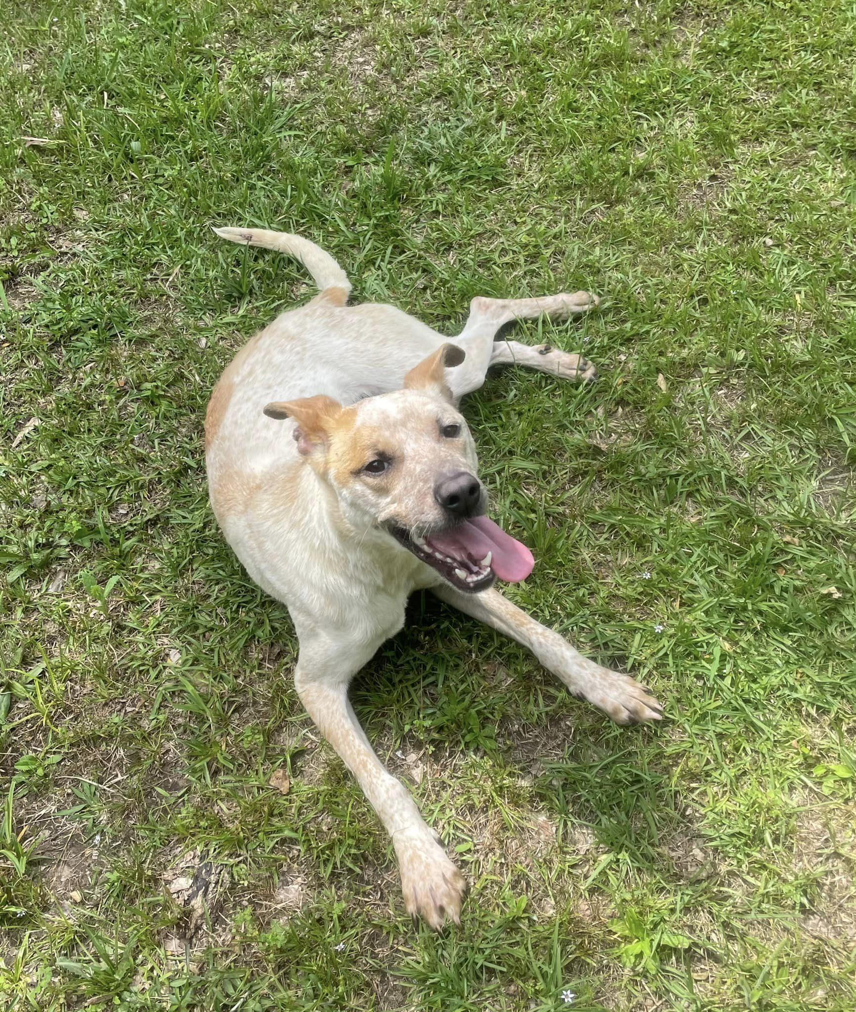 Reese, Adoptable, Adult Female Mixed Breed.