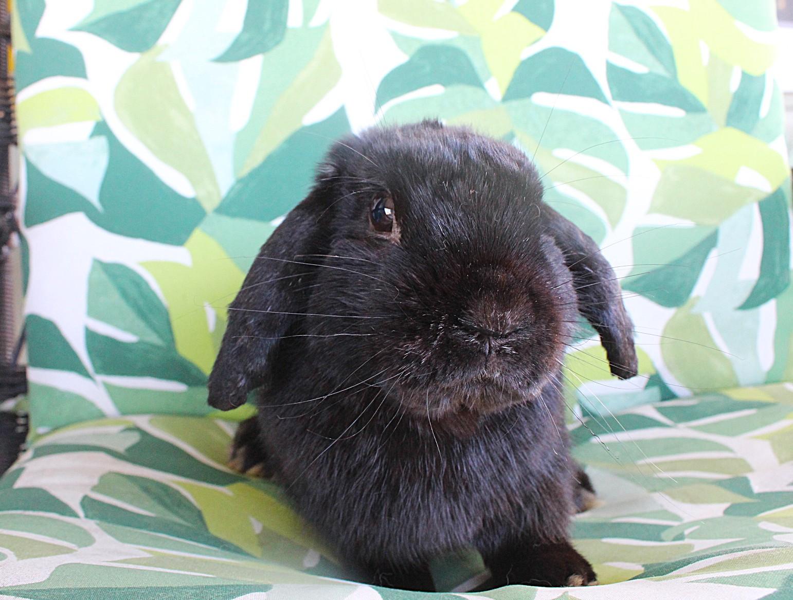 Booker, ADOPTABLE, Adult Male Lop Eared.