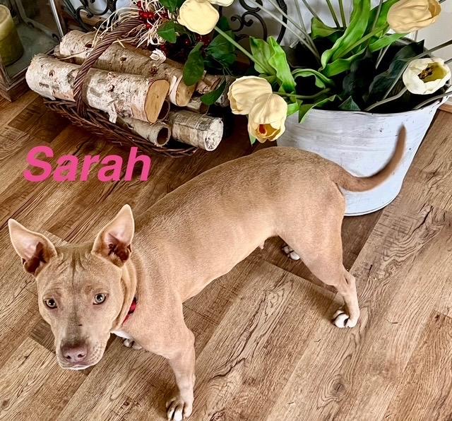 Sarah, adopted, Young Female Pit Bull Terrier.
