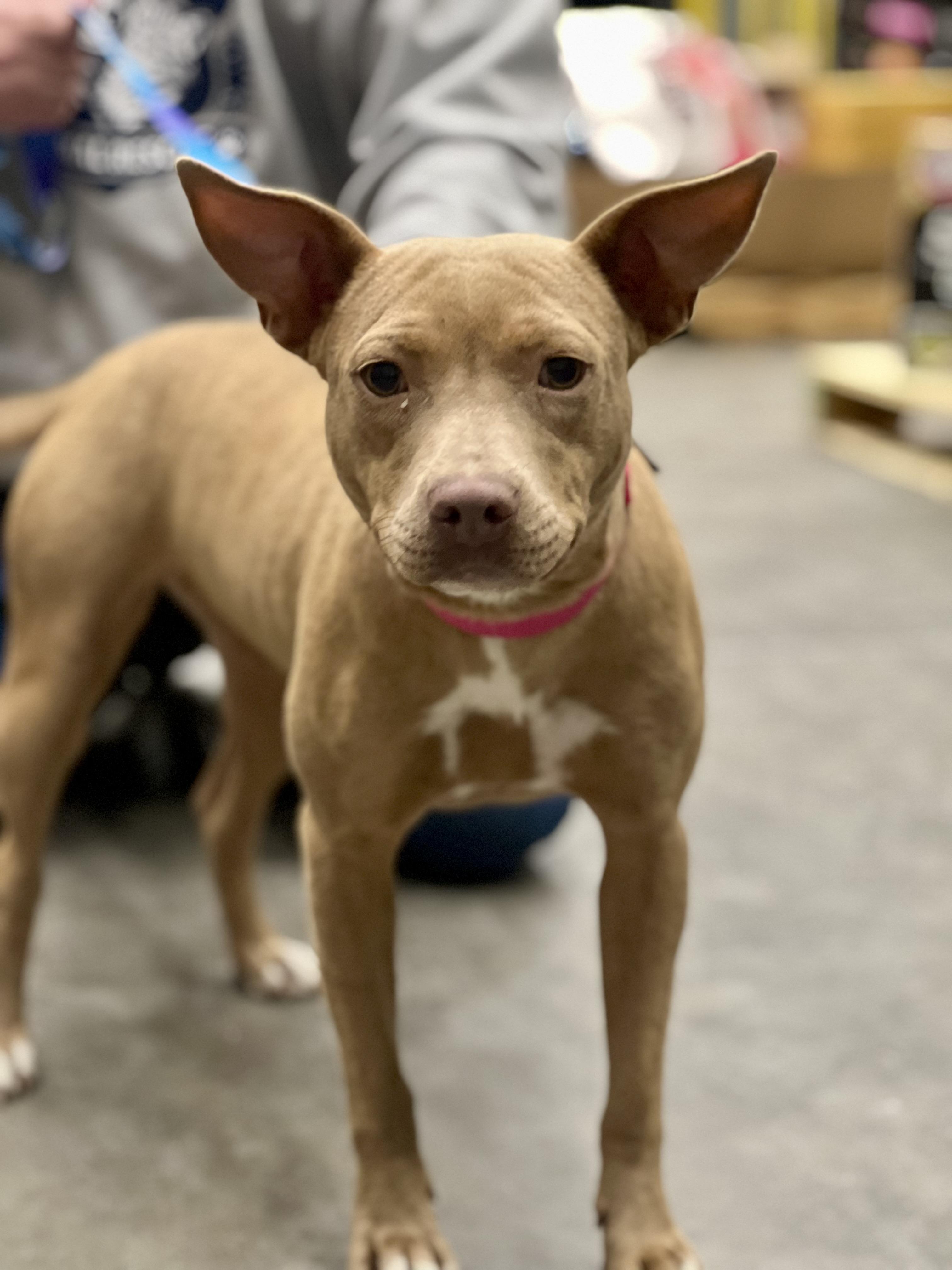 Sarah, adoptable, Young Female Pit Bull Terrier.
