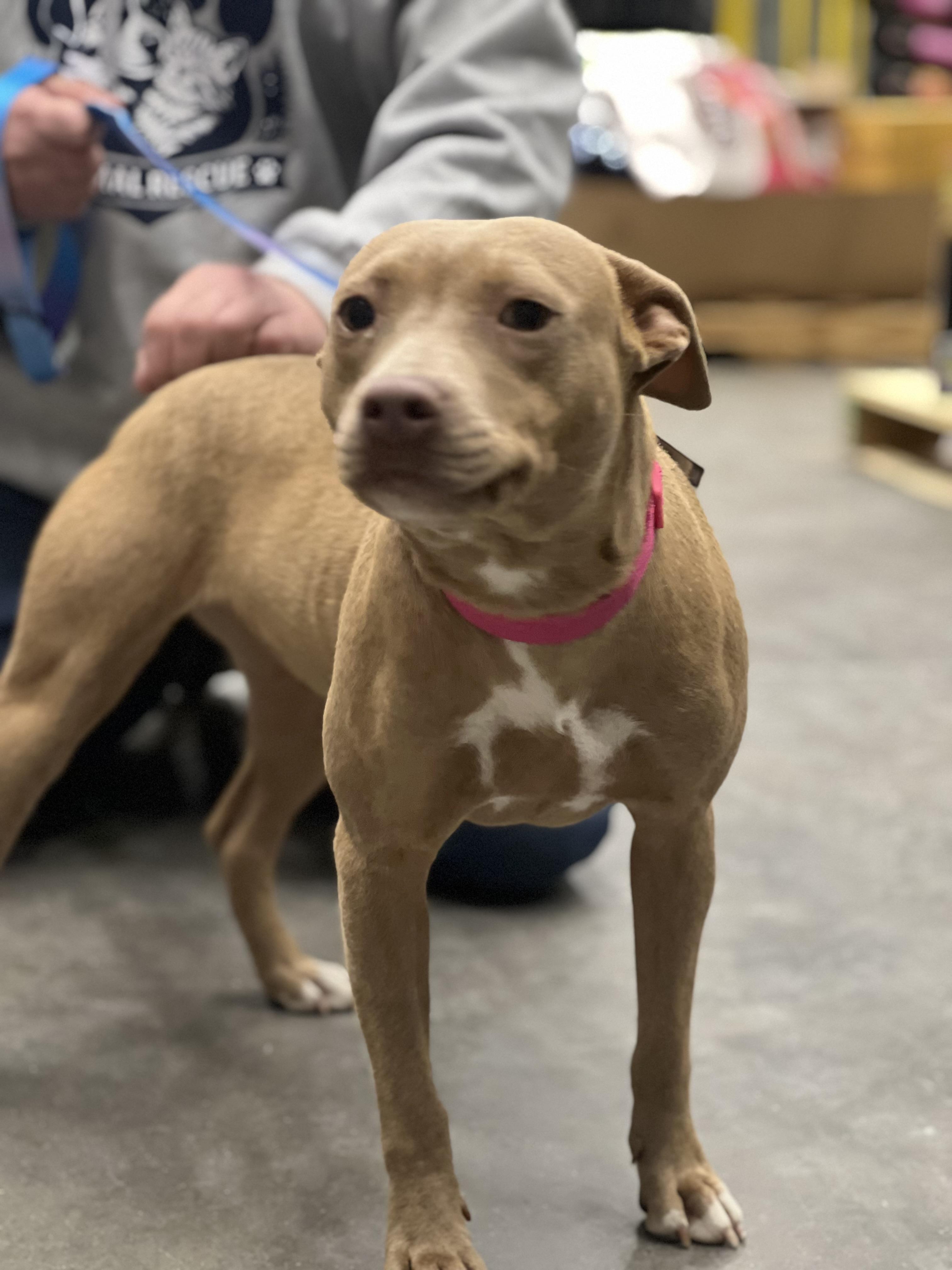 Enlarge Sarah, an adoptable mixed breed in Zimmerman, MN image 2/3