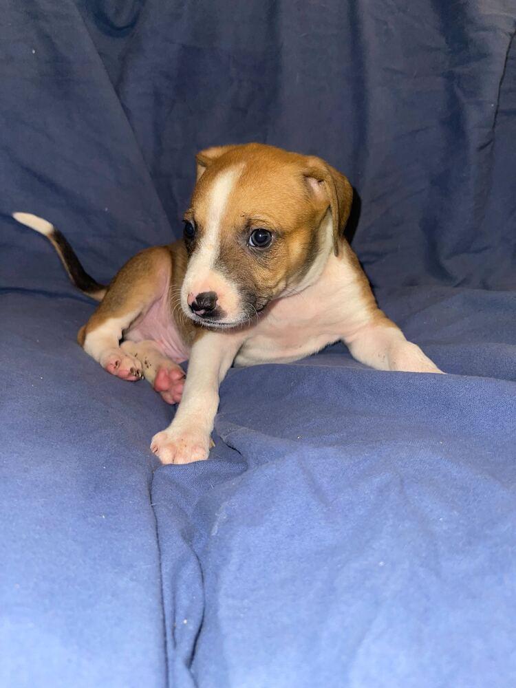 Croissant thumbnail 3