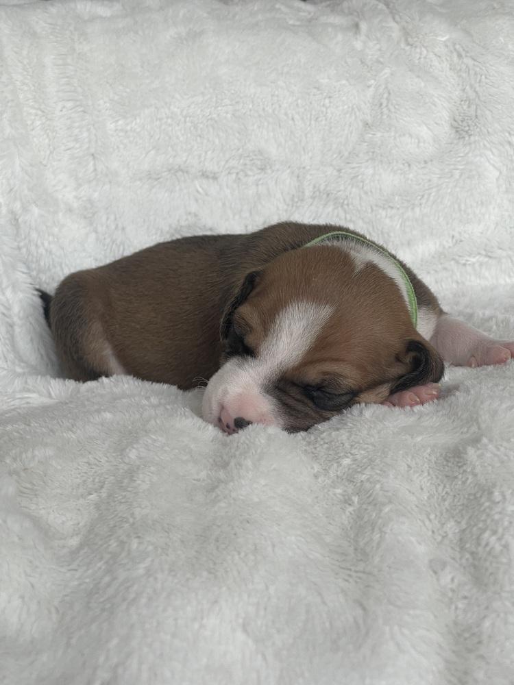 Croissant thumbnail 4