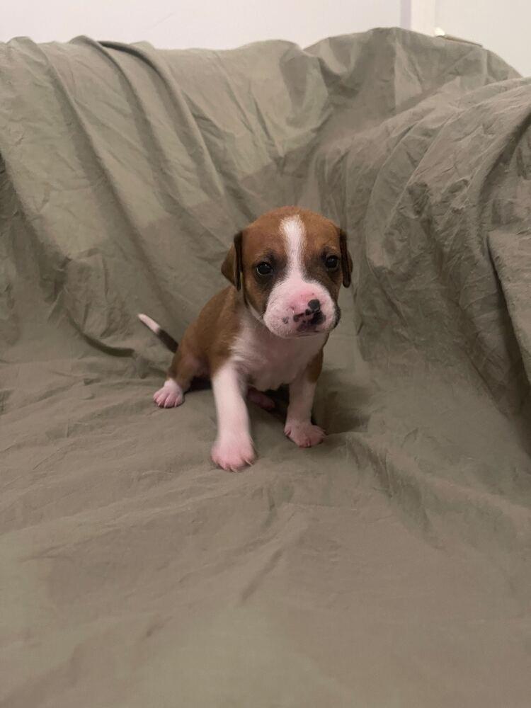 Croissant thumbnail 5