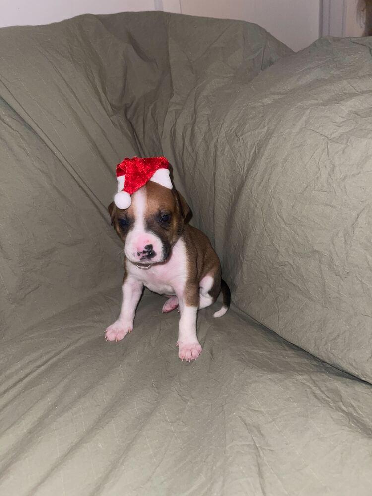 Croissant thumbnail 6