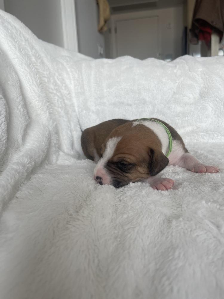 Croissant thumbnail 7