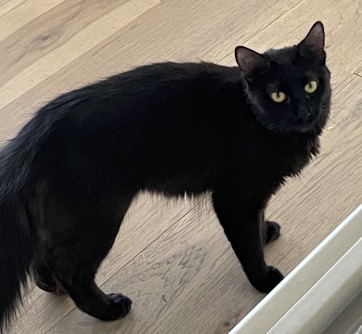 Salem - Golden Eyes and a Gentle Heart, a ADOPTABLE Domestic Medium Hair in Prescott, AZ image 1/3