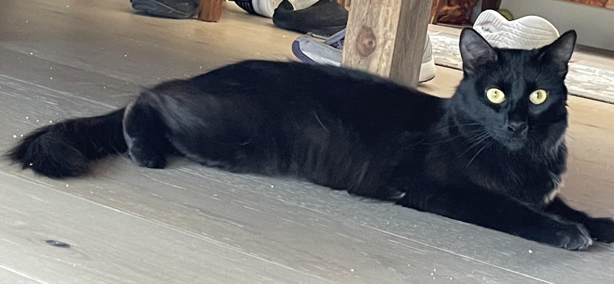 Salem - Golden Eyes and a Gentle Heart, a ADOPTABLE Domestic Medium Hair in Prescott, AZ image 2/3