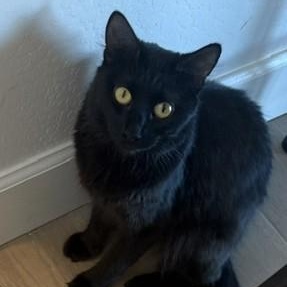 Salem - Golden Eyes and a Gentle Heart, Adoptable, Adult Female Domestic Medium Hair.