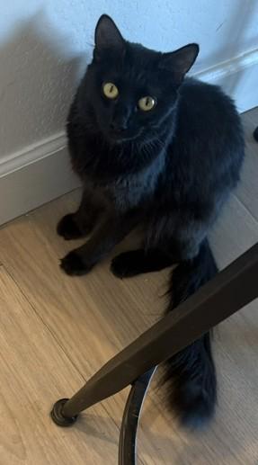 Salem - Golden Eyes and a Gentle Heart, a ADOPTABLE Domestic Medium Hair in Prescott, AZ image 3/3