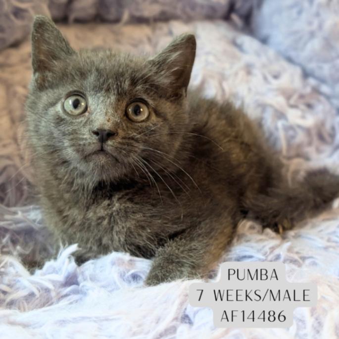 Enlarge Pumba, a Adoptable Domestic Short Hair in Supply, NC image 1/2