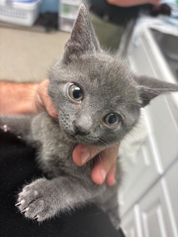 Enlarge Pumba, a Adoptable Domestic Short Hair in Supply, NC image 2/2