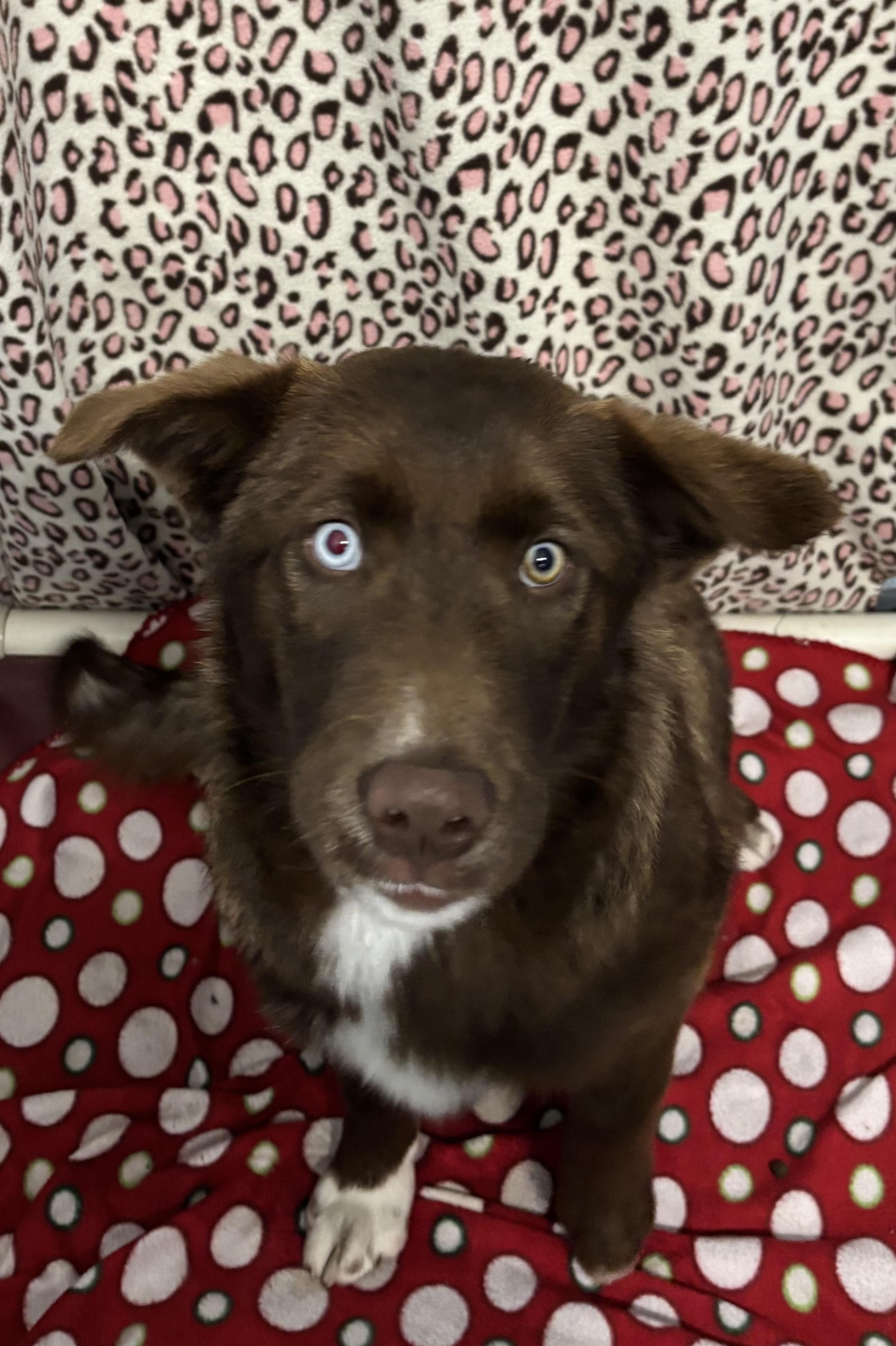 Rihanna, adopted, Young Female Mixed Breed.