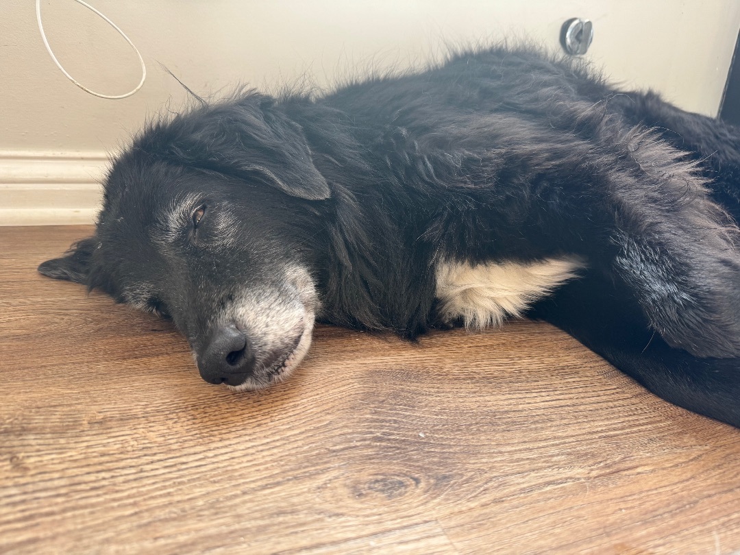 Enlarge Max, a Adopted mixed breed in Noblesville, IN image 1/4