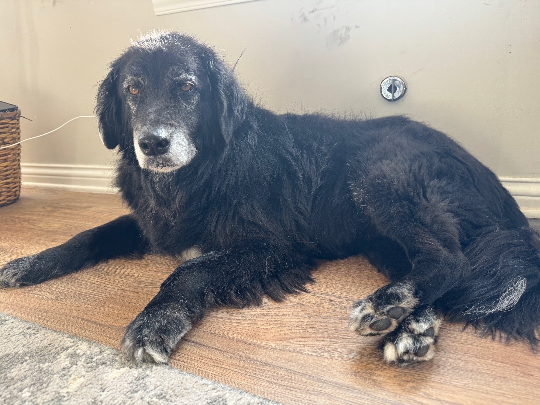 Enlarge Max, a Adopted mixed breed in Noblesville, IN image 3/4