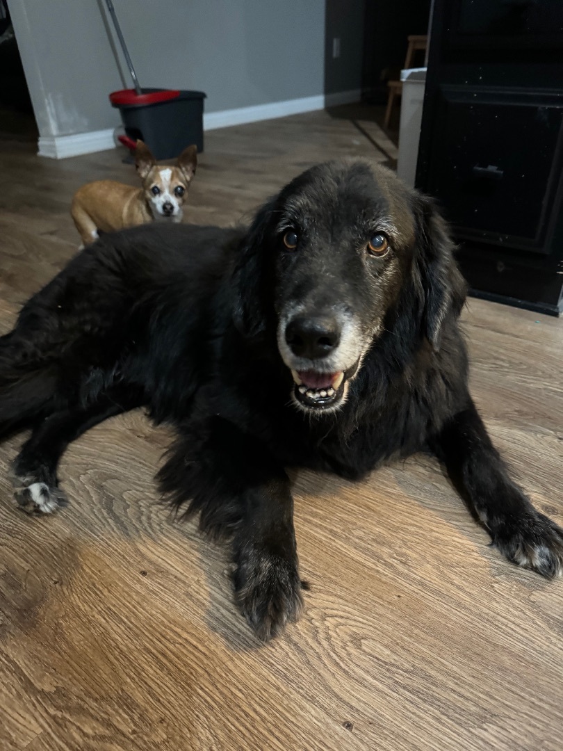 Enlarge Max, a Adopted mixed breed in Noblesville, IN image 4/4