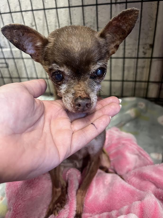 Enlarge Albert , a ADOPTABLE Chihuahua in Oakdale, CA image 1/1