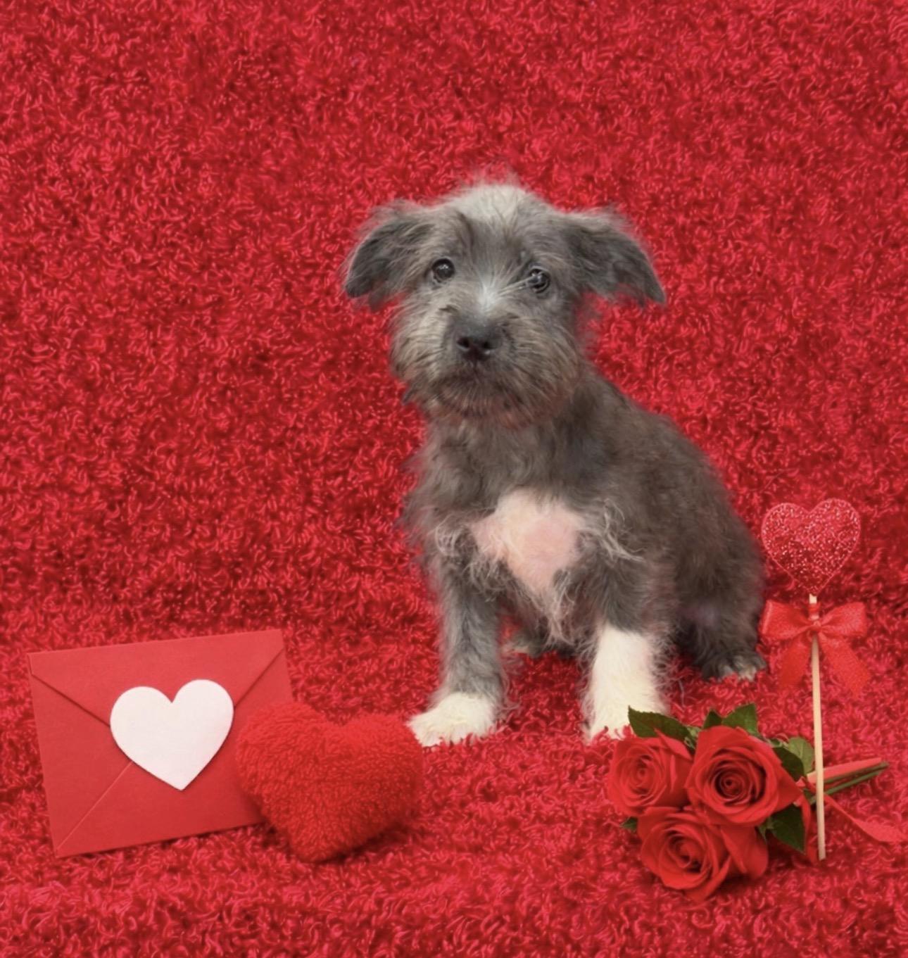 Enlarge Mocha, an adopted mixed breed in La Palma, CA image 1/1