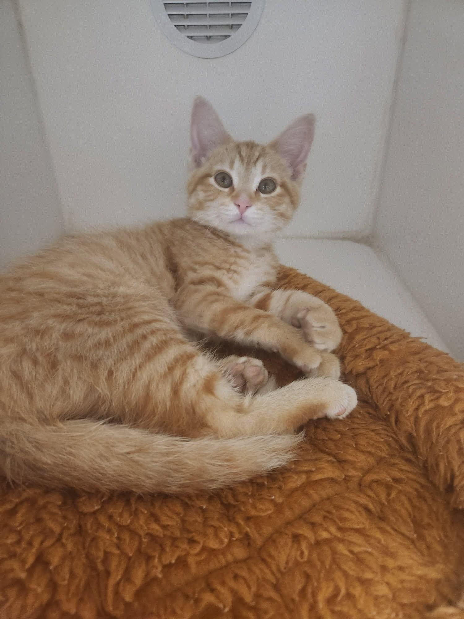 Widget - ADOPTION PENDING, adopted, Kitten Male Domestic Short Hair.