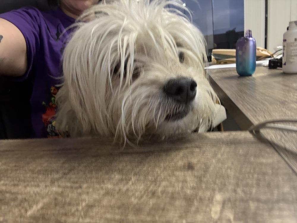 Enlarge Grimace, a Adoptable mixed breed in ventura, CA image 1/1