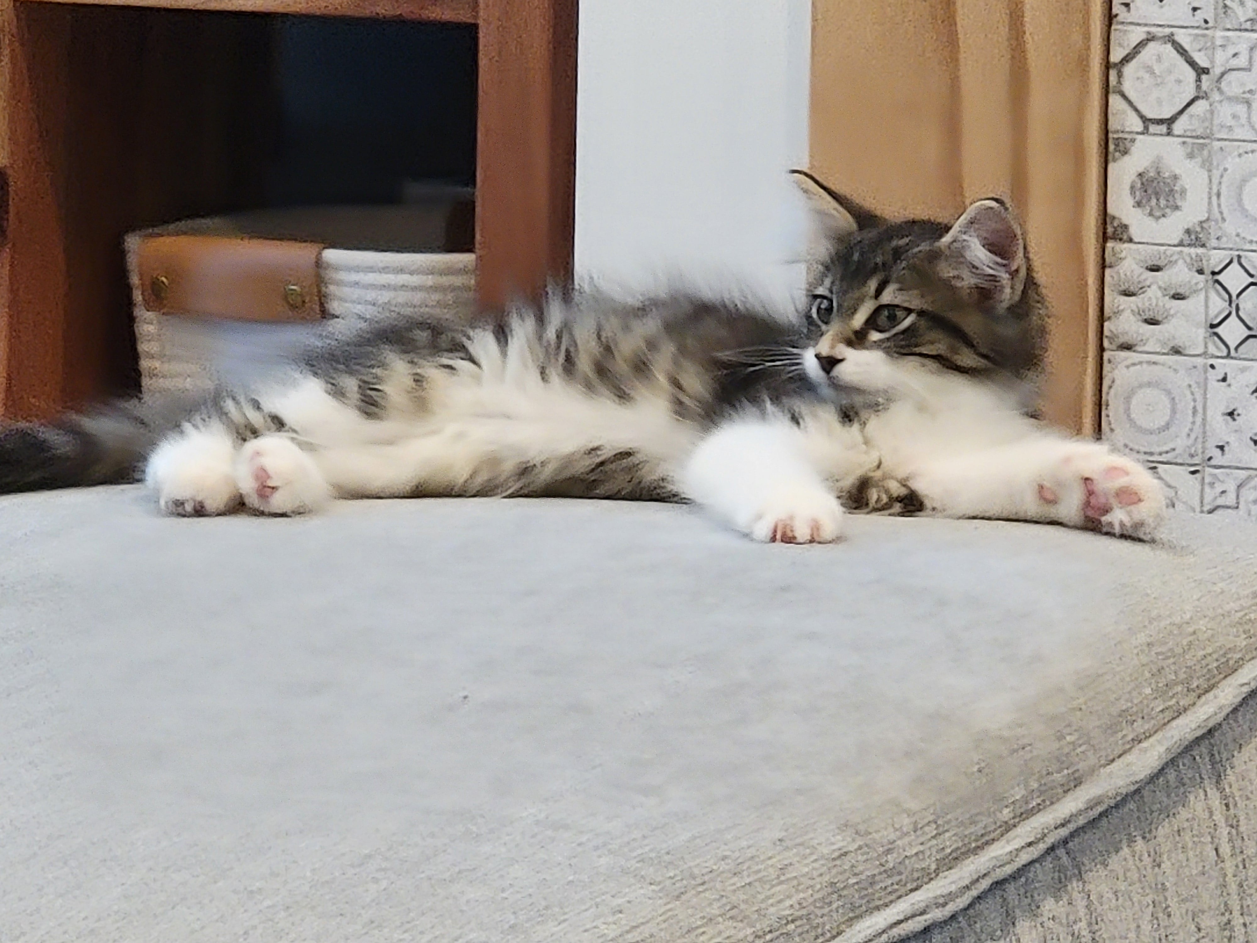 Enlarge Chauncey, a Adopted American Shorthair in Charlotte, NC image 1/4