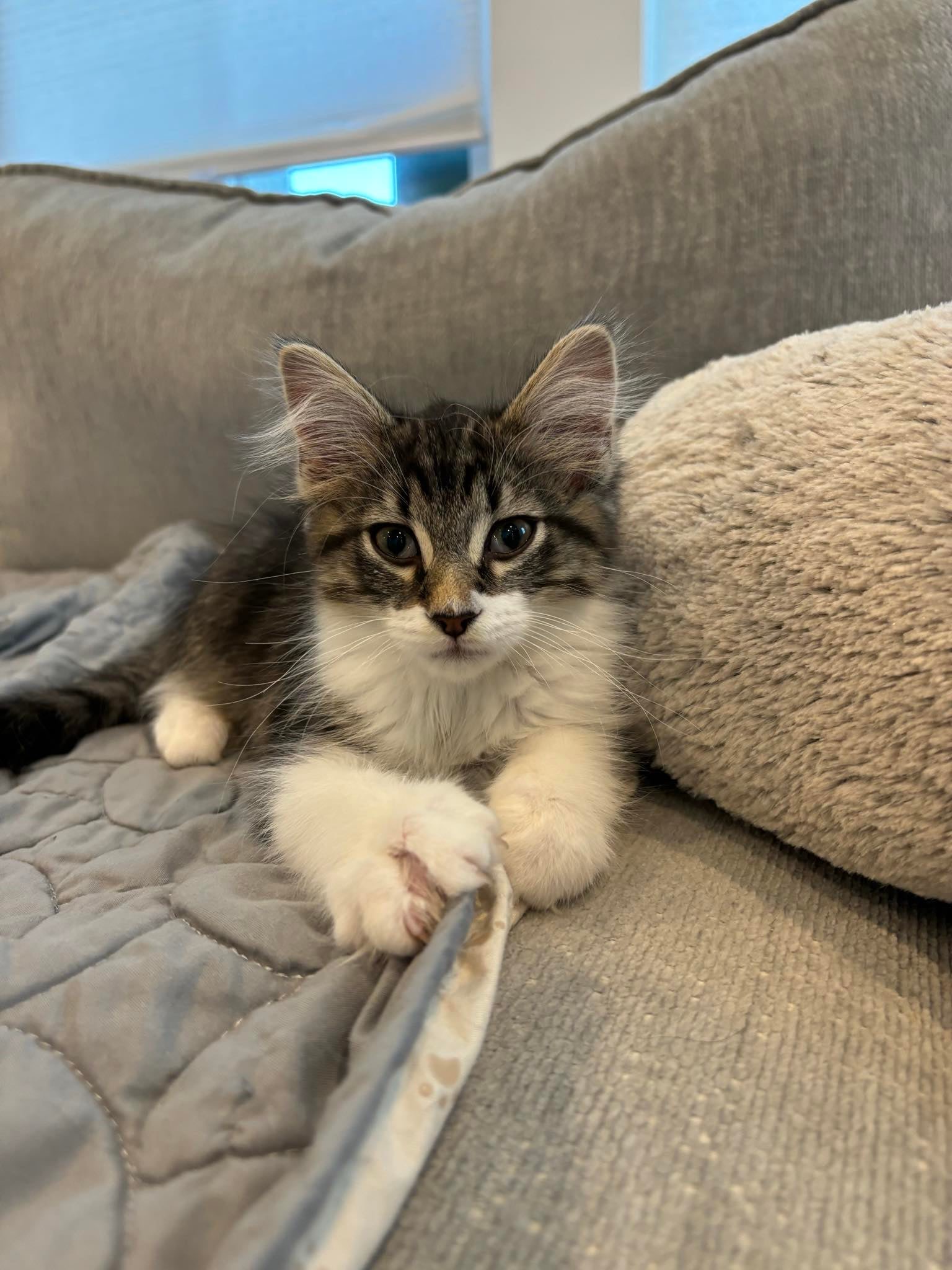 Enlarge Chauncey, a Adopted American Shorthair in Charlotte, NC image 2/4