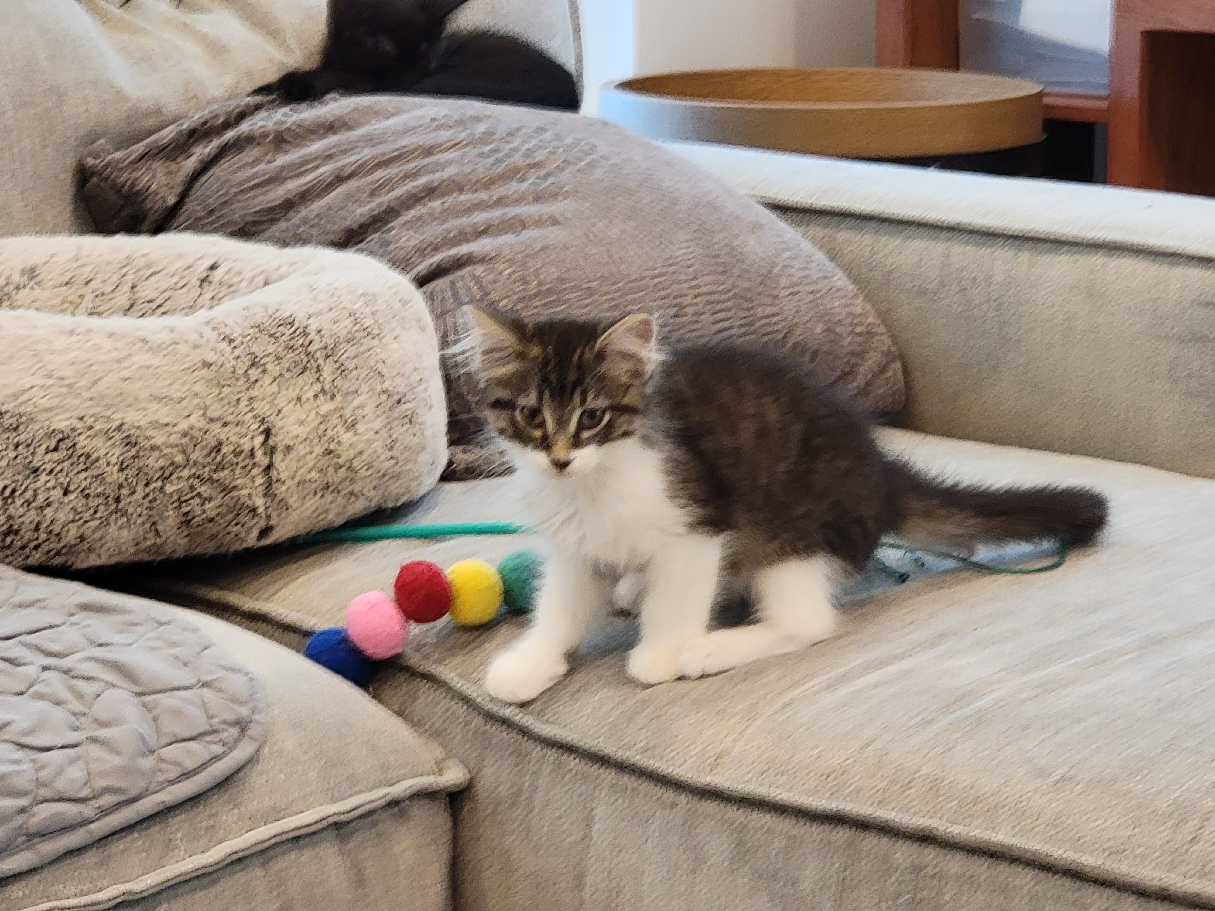 Enlarge Chauncey, a Adopted American Shorthair in Charlotte, NC image 3/4