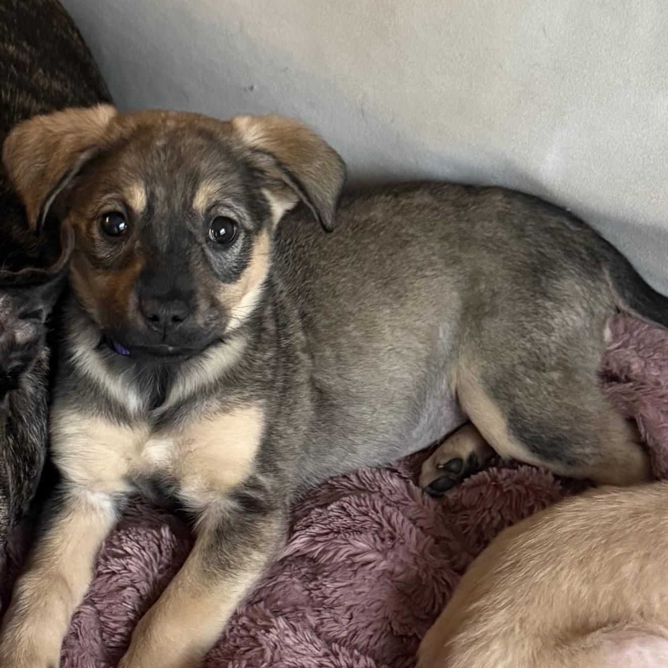 Pink House — thumbnail 3