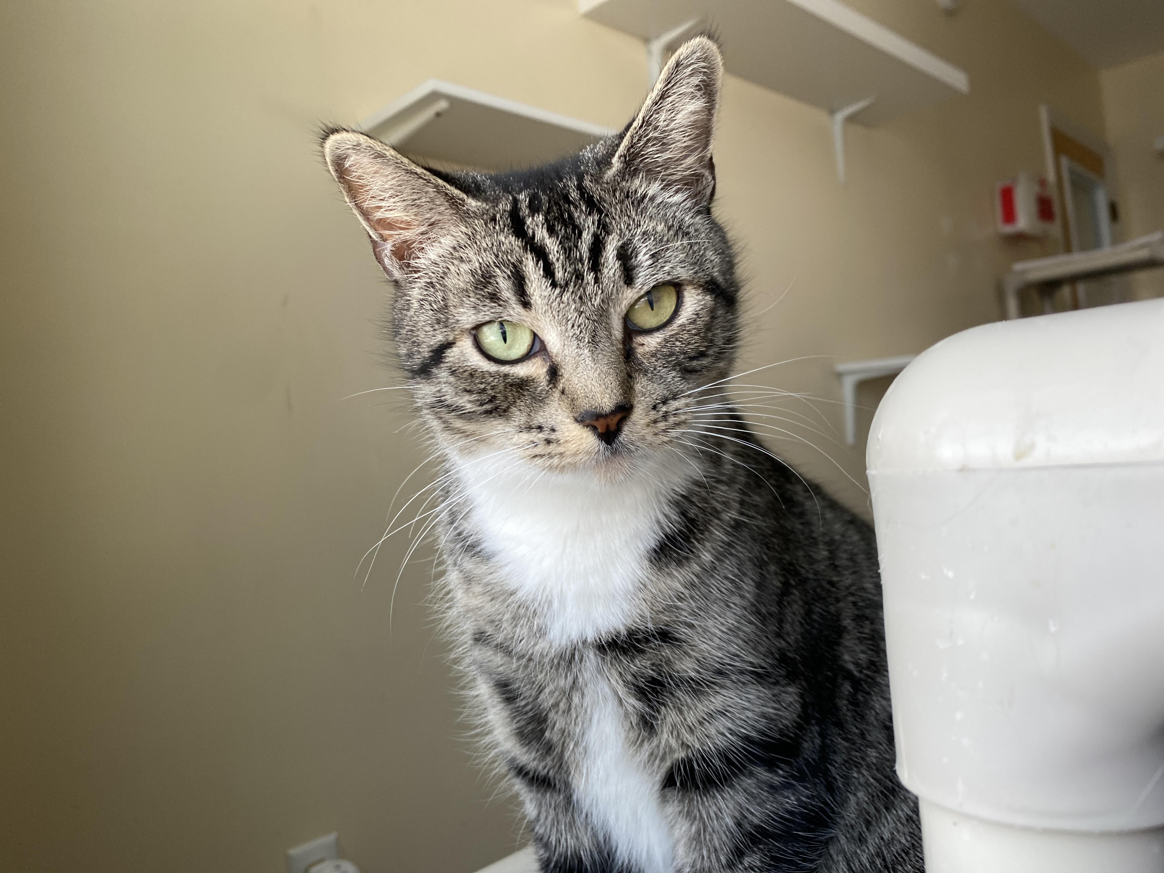 Enlarge Do-si-do, an adopted Domestic Short Hair in Salisbury, MA image 1/6