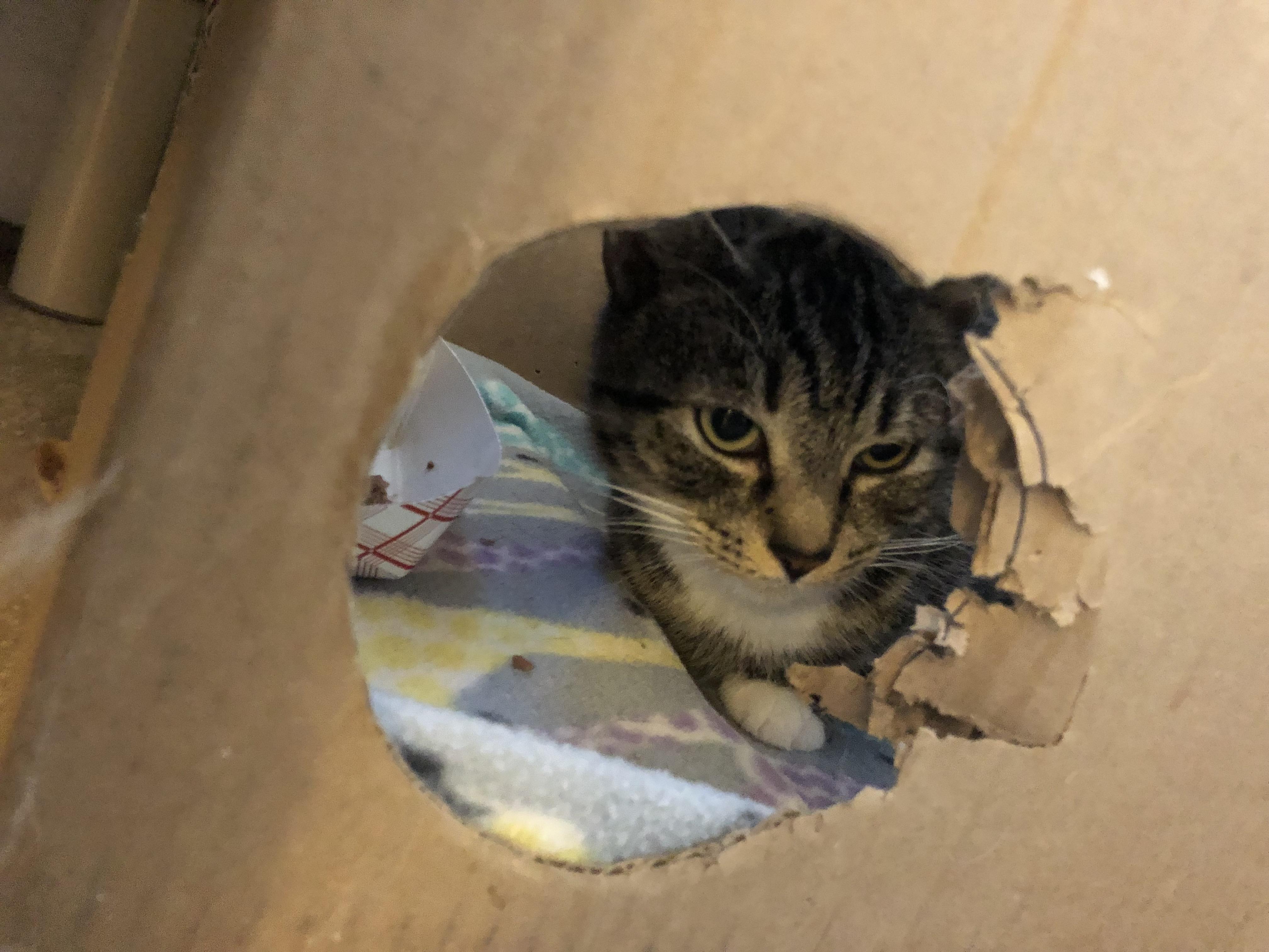 Enlarge Do-si-do, a ADOPTABLE Domestic Short Hair in Salisbury, MA image 4/4