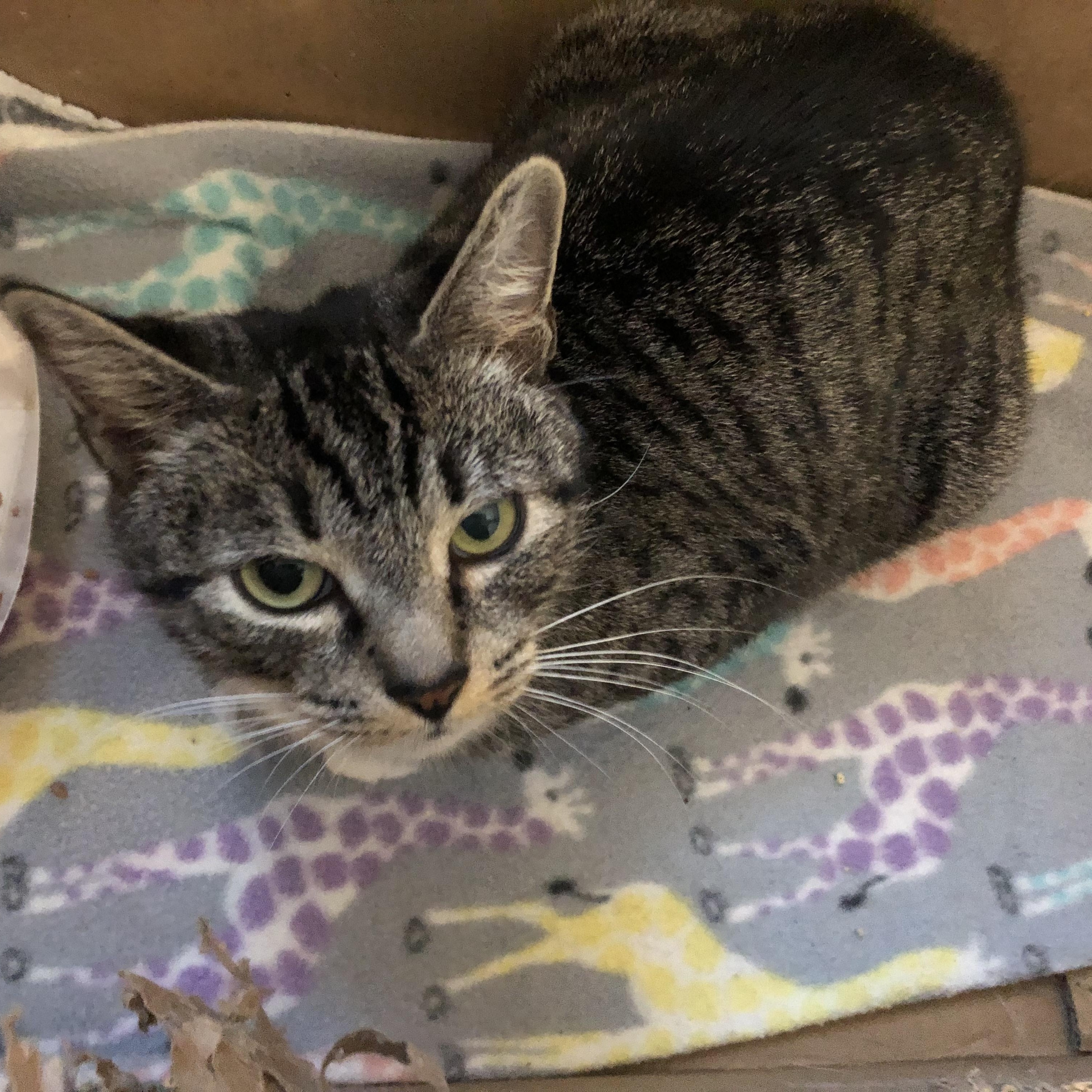 Do-si-do, ADOPTABLE, Adult Female Domestic Short Hair.