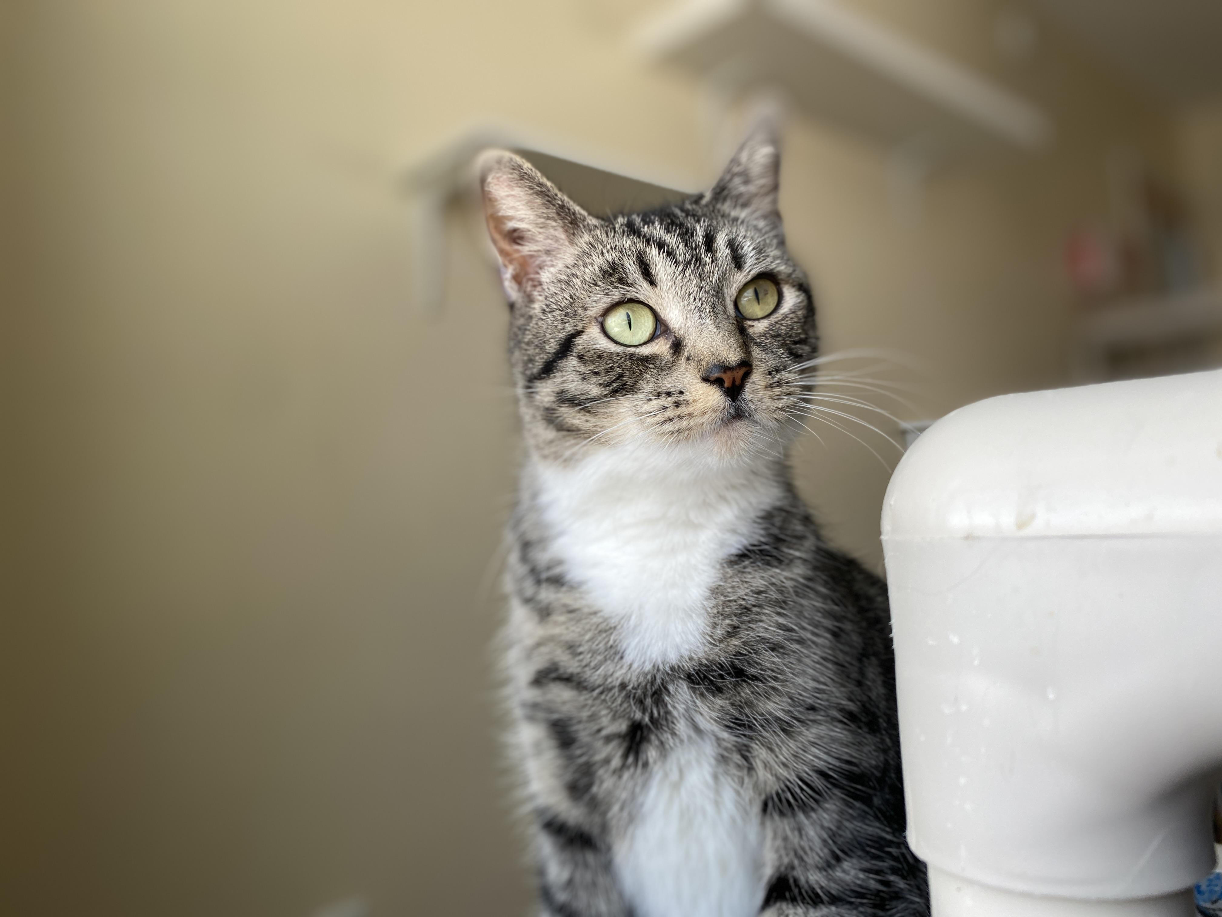 Enlarge Do-si-do, an adopted Domestic Short Hair in Salisbury, MA image 4/6