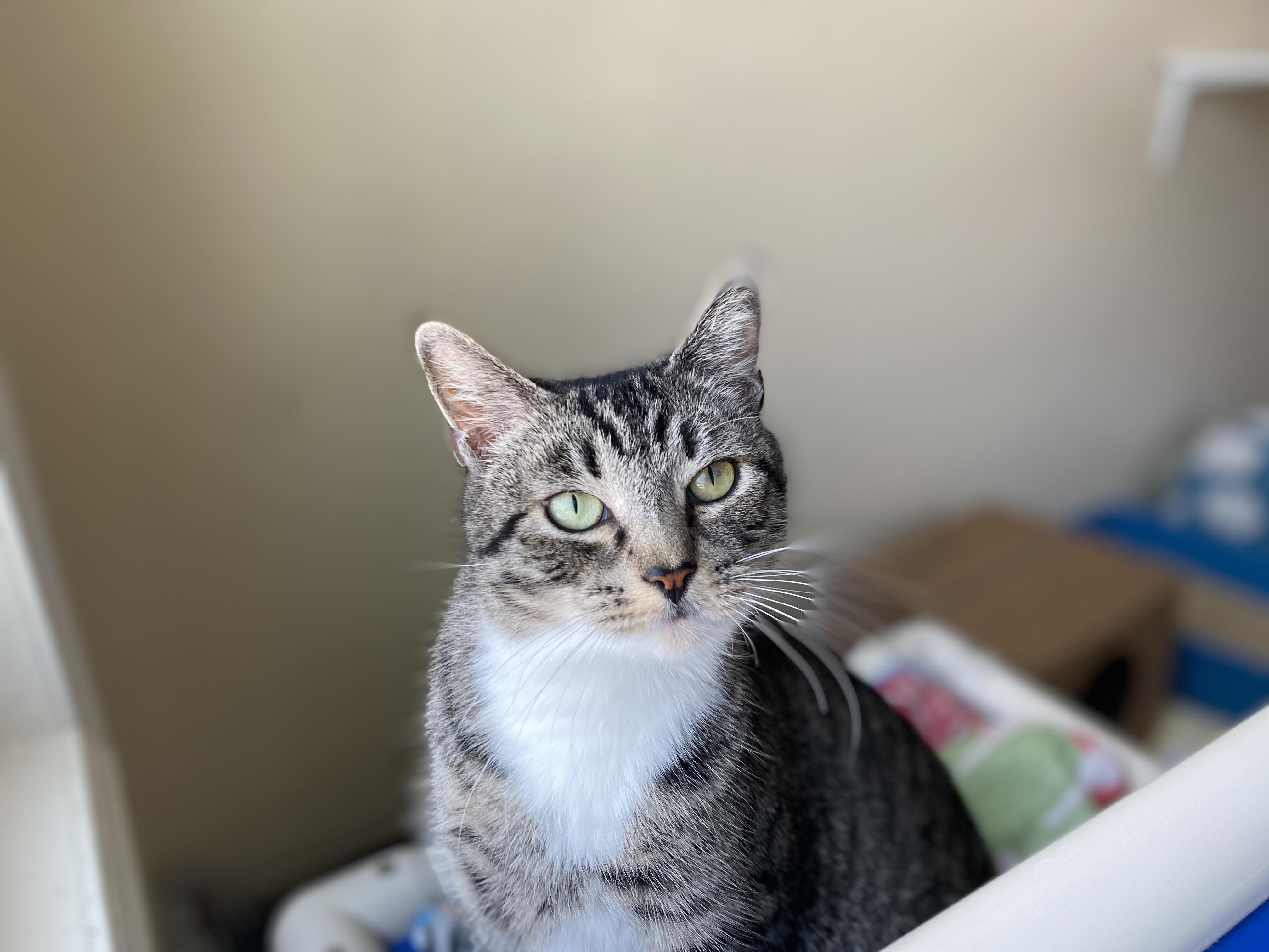 Enlarge Do-si-do, an adopted Domestic Short Hair in Salisbury, MA image 5/6