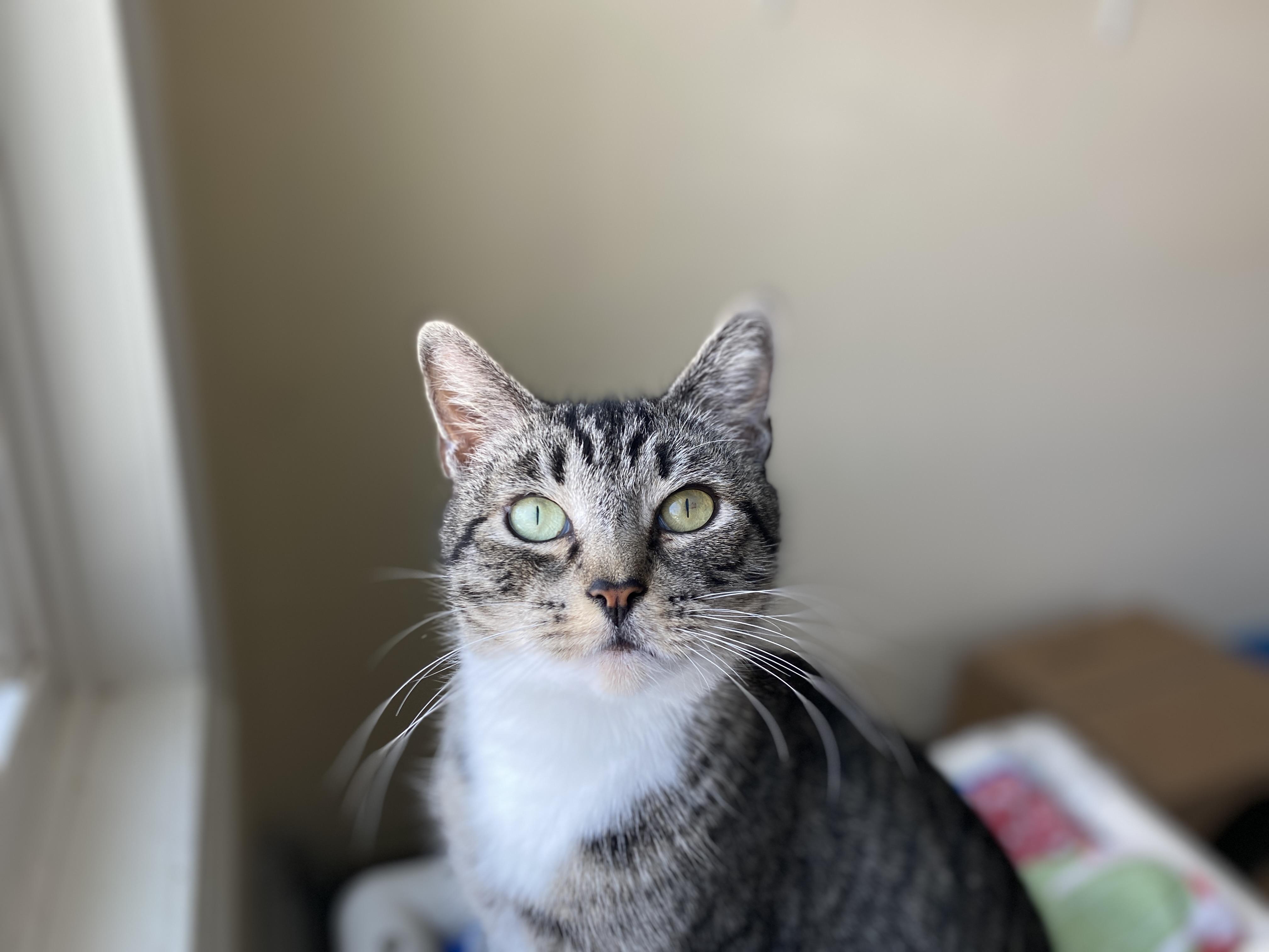 Enlarge Do-si-do, an adopted Domestic Short Hair in Salisbury, MA image 6/6