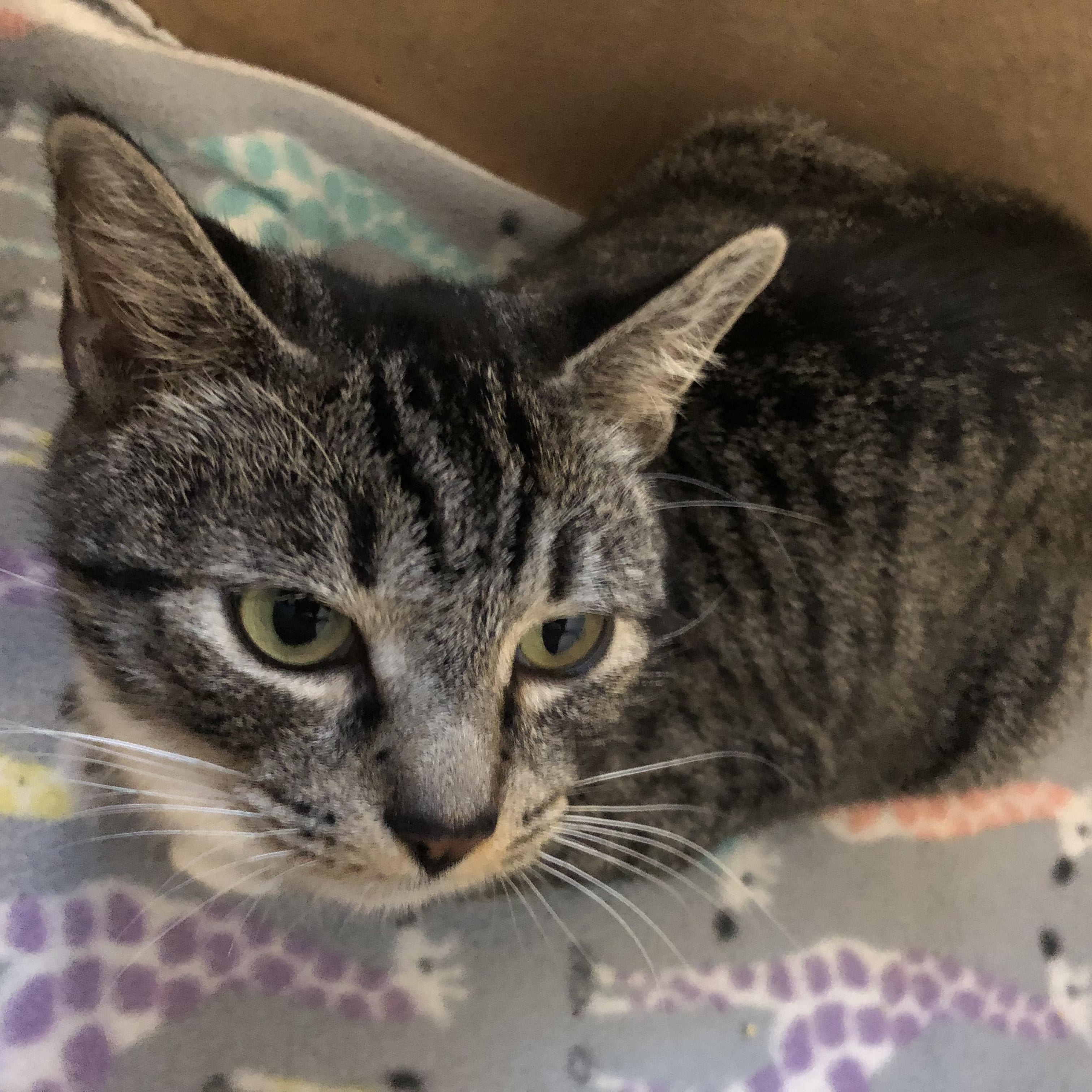 Enlarge Do-si-do, a ADOPTABLE Domestic Short Hair in Salisbury, MA image 2/4