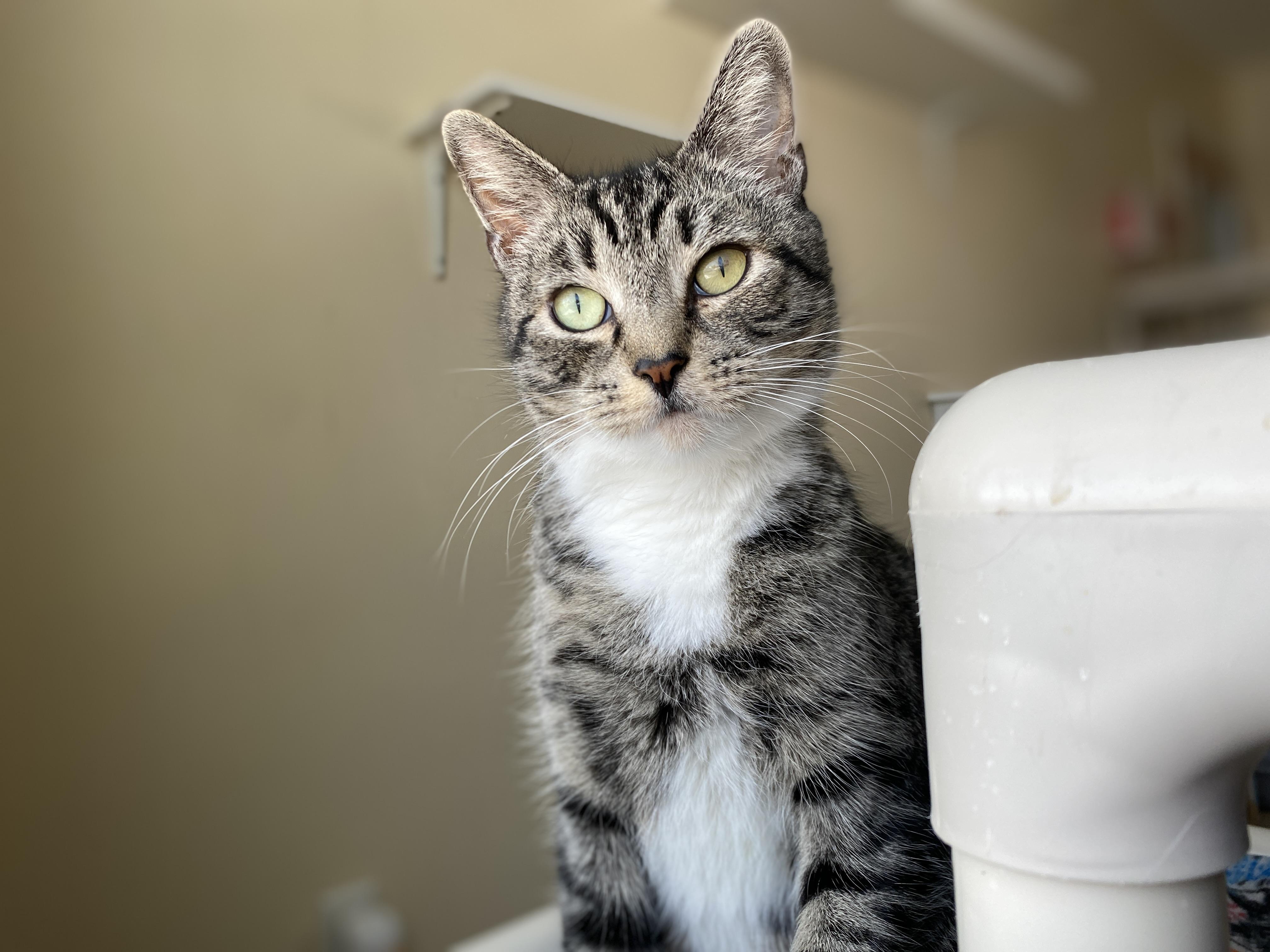 Enlarge Do-si-do, an adopted Domestic Short Hair in Salisbury, MA image 3/6