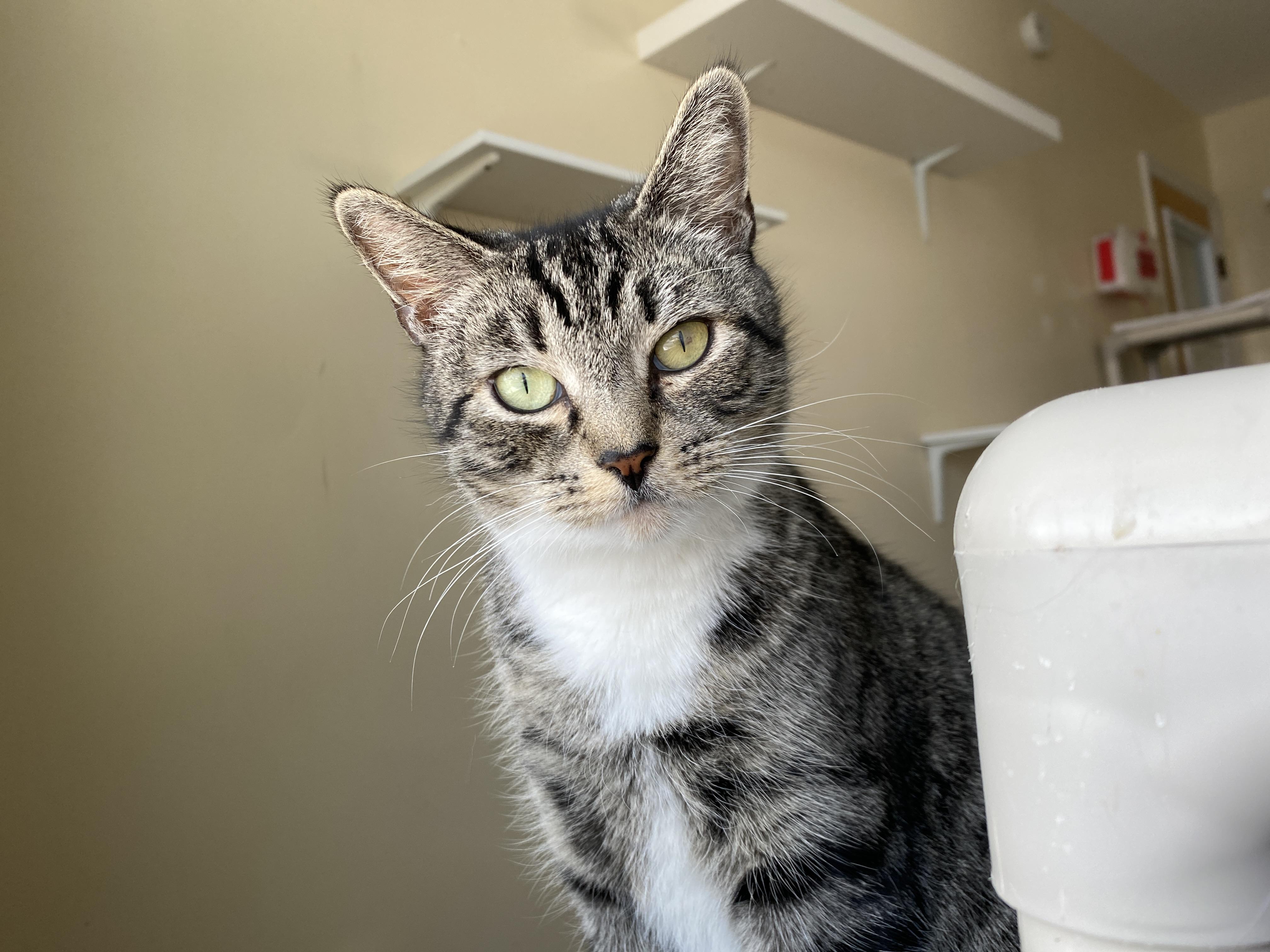 Enlarge Do-si-do, an adopted Domestic Short Hair in Salisbury, MA image 2/6