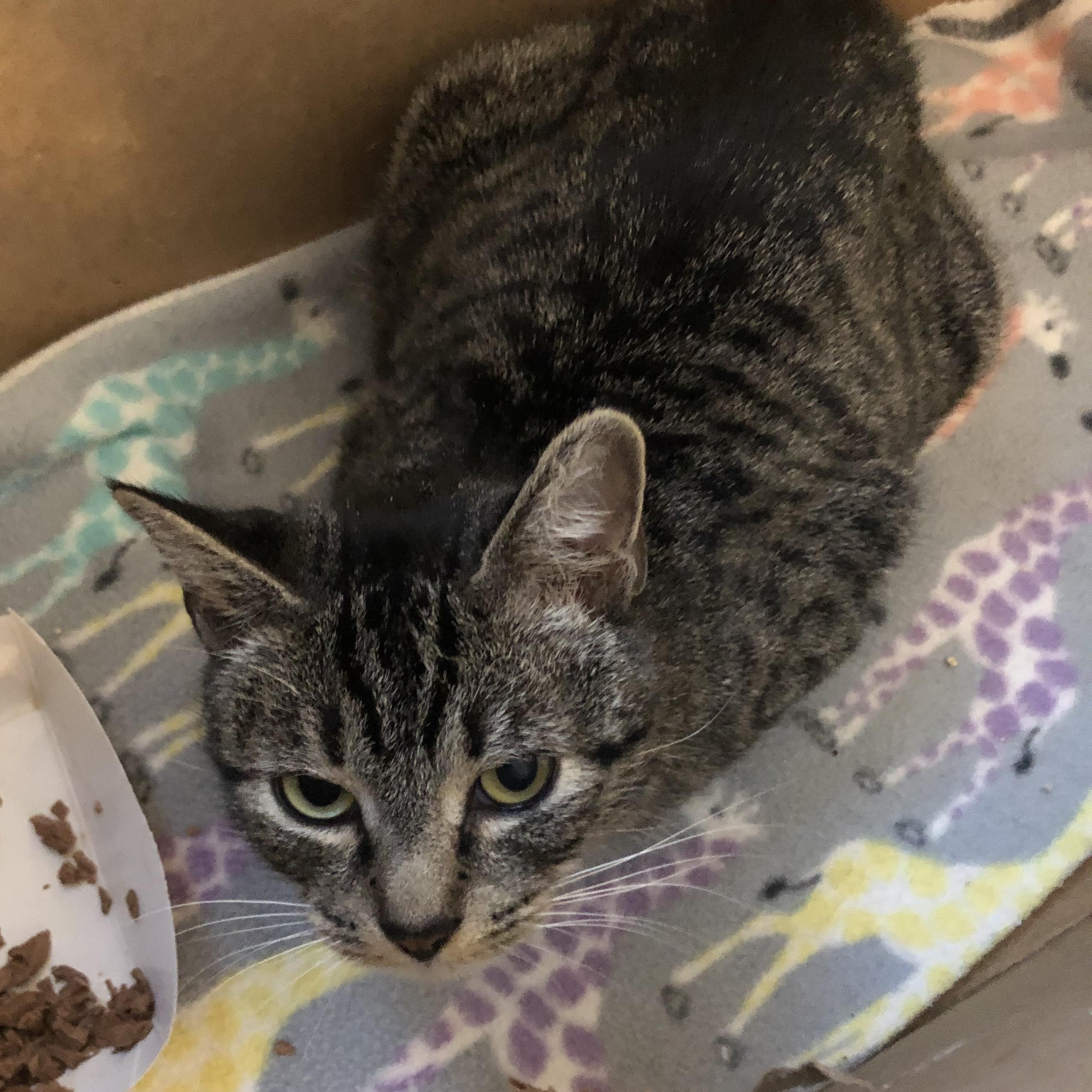 Enlarge Do-si-do, a ADOPTABLE Domestic Short Hair in Salisbury, MA image 3/4