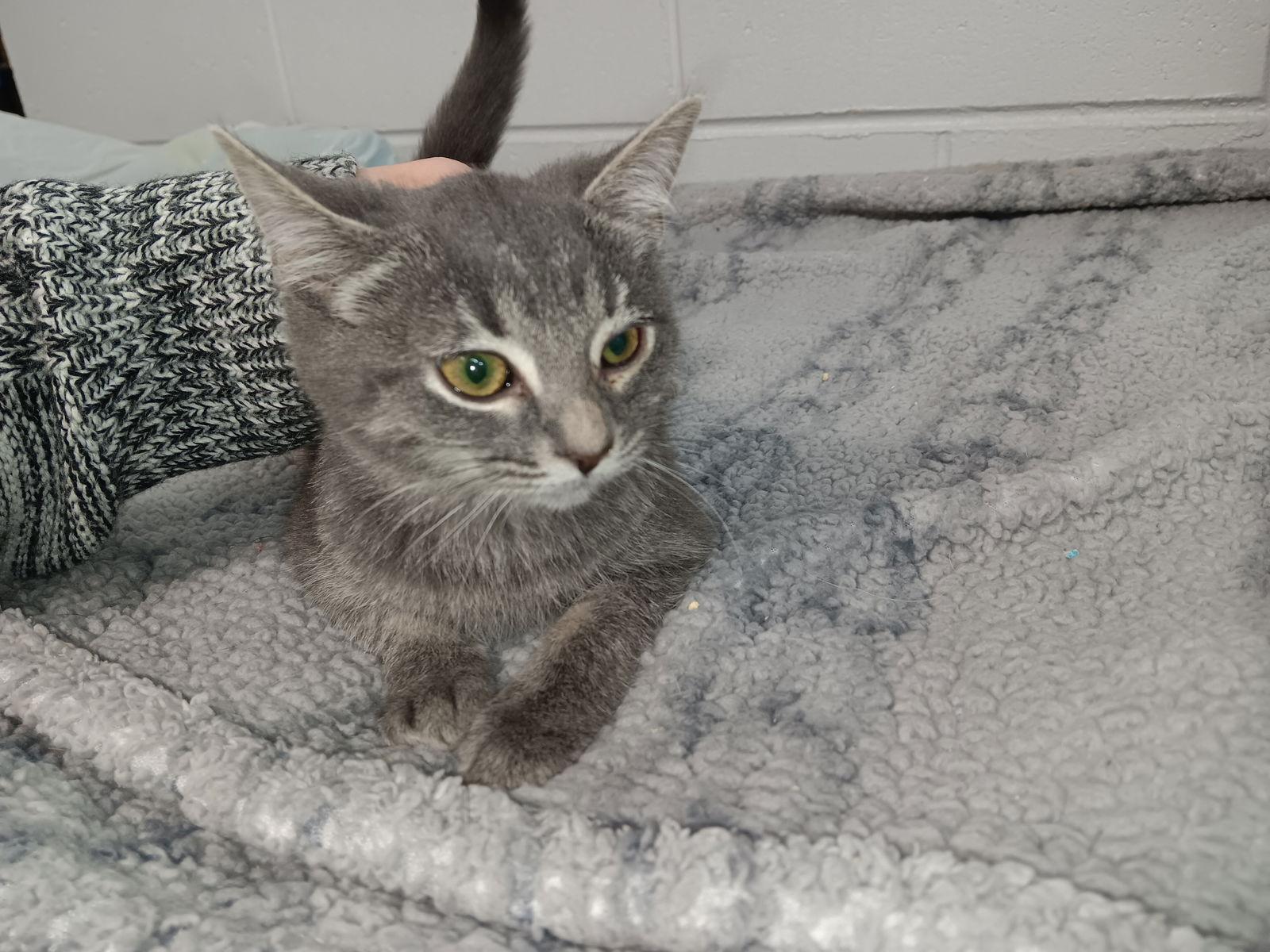 Enlarge C304 Litter Bon Jovi, a Adopted mixed breed in Livonia, MI image 1/1