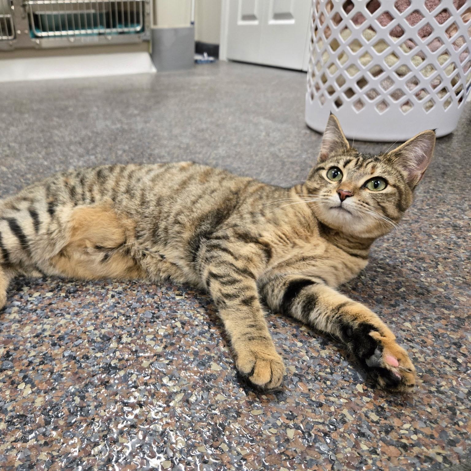 Enlarge Alexa, a Adoptable Domestic Short Hair in Voorhees, NJ image 1/2