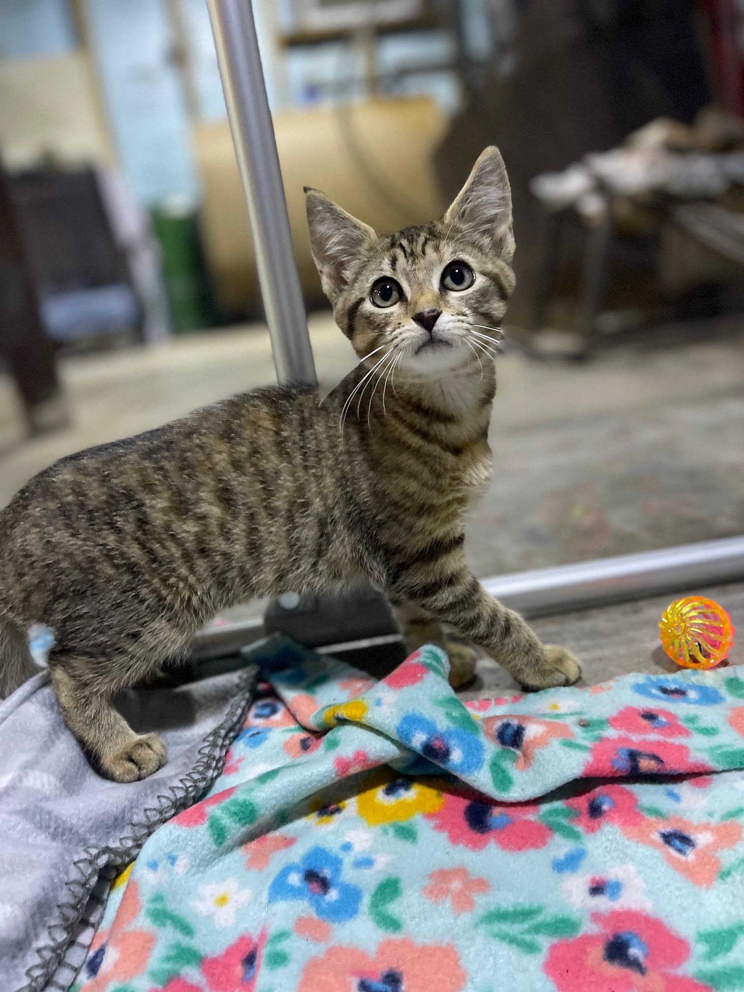 Alexa, Adoptable, Young Female Domestic Short Hair.