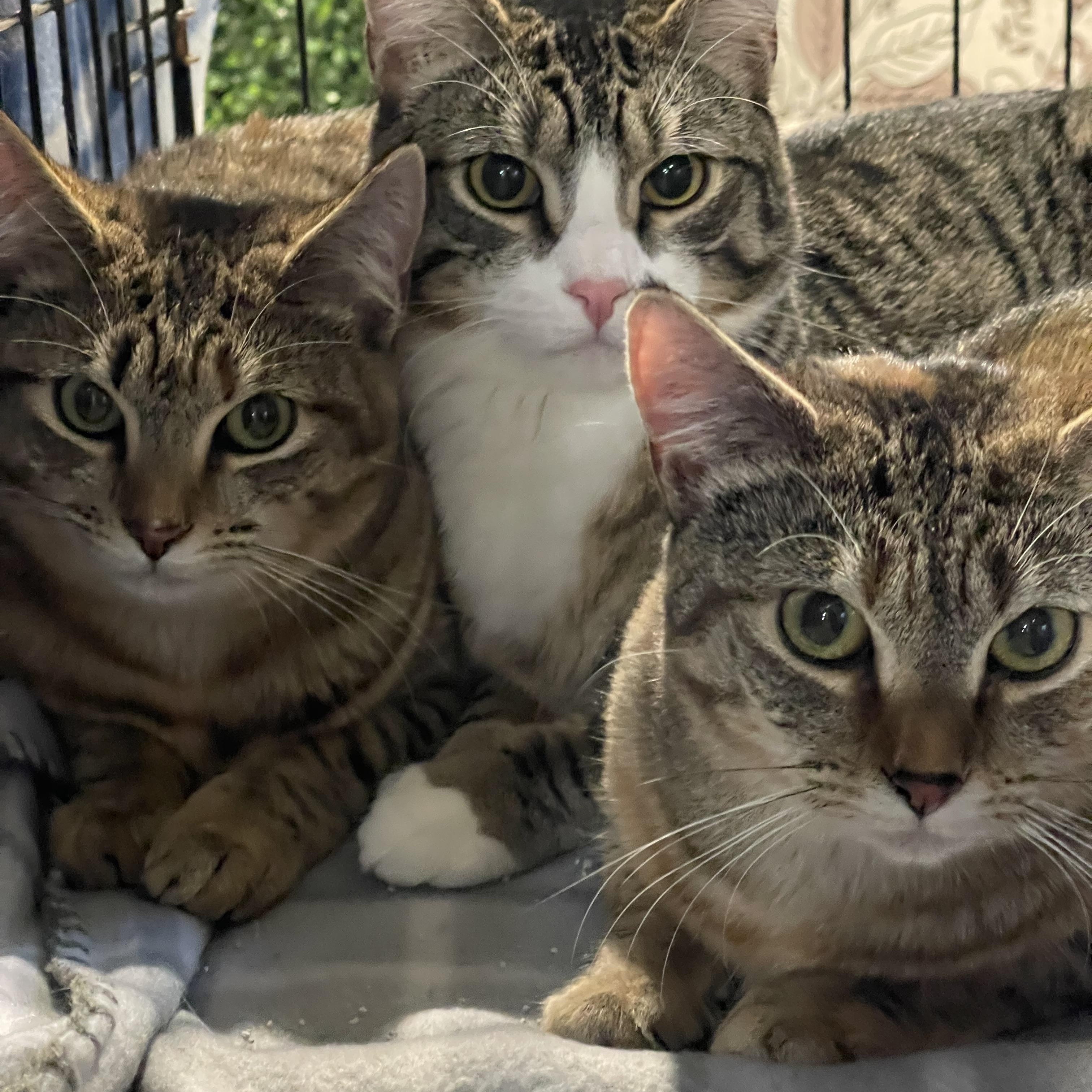 Enlarge Alexa, a Adoptable Domestic Short Hair in Voorhees, NJ image 2/2