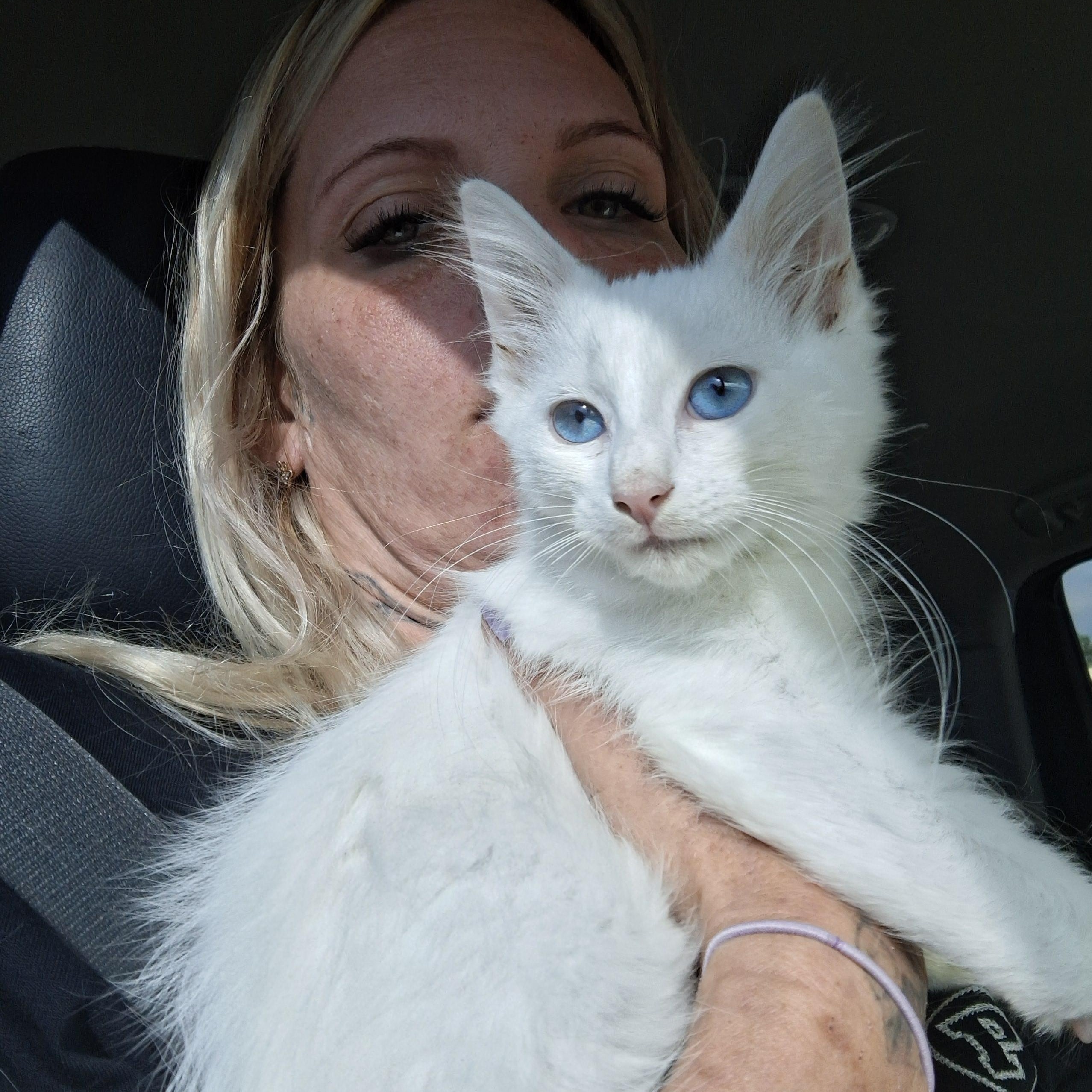 Cotton Ball, Baby Male unknown