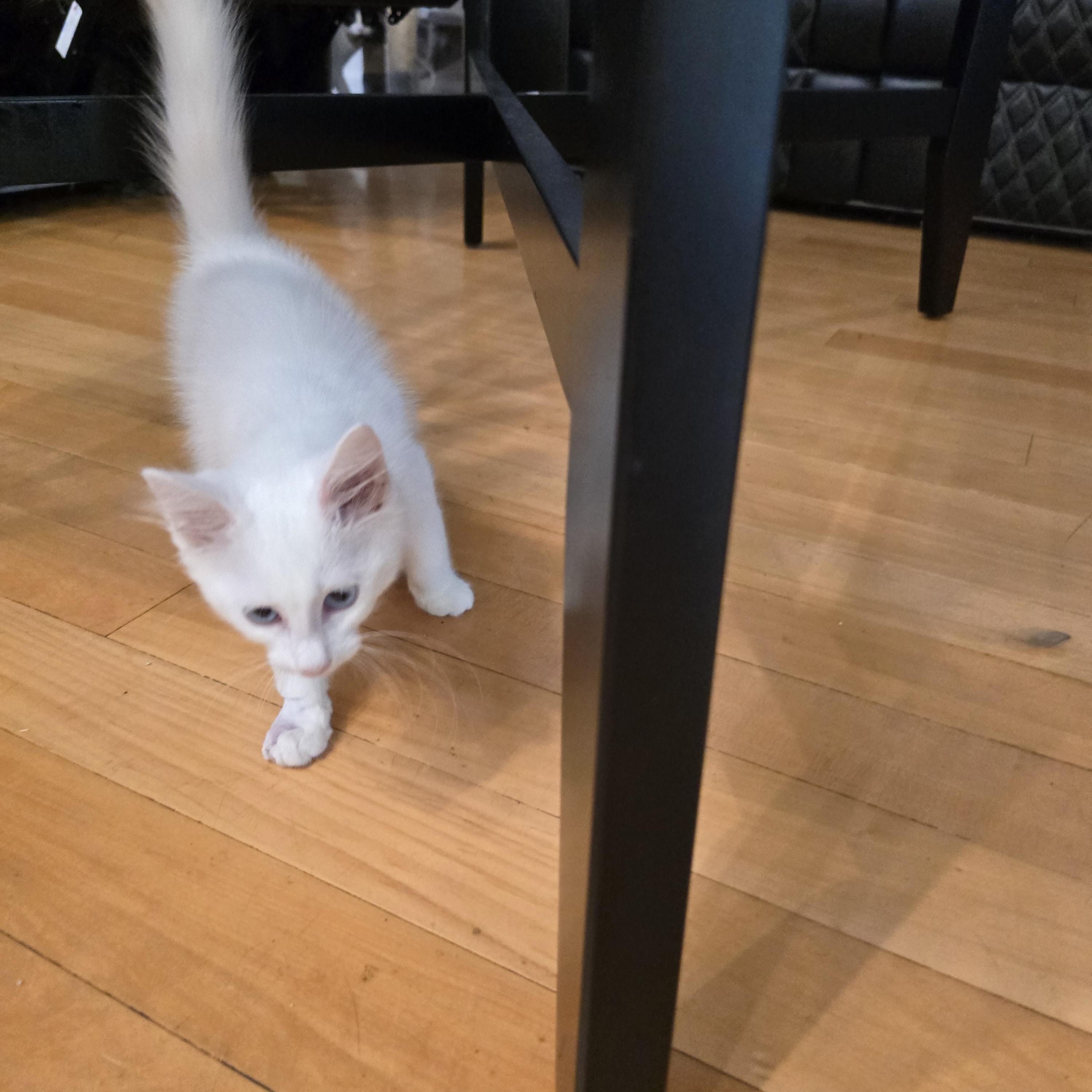 Cotton Ball photo 3