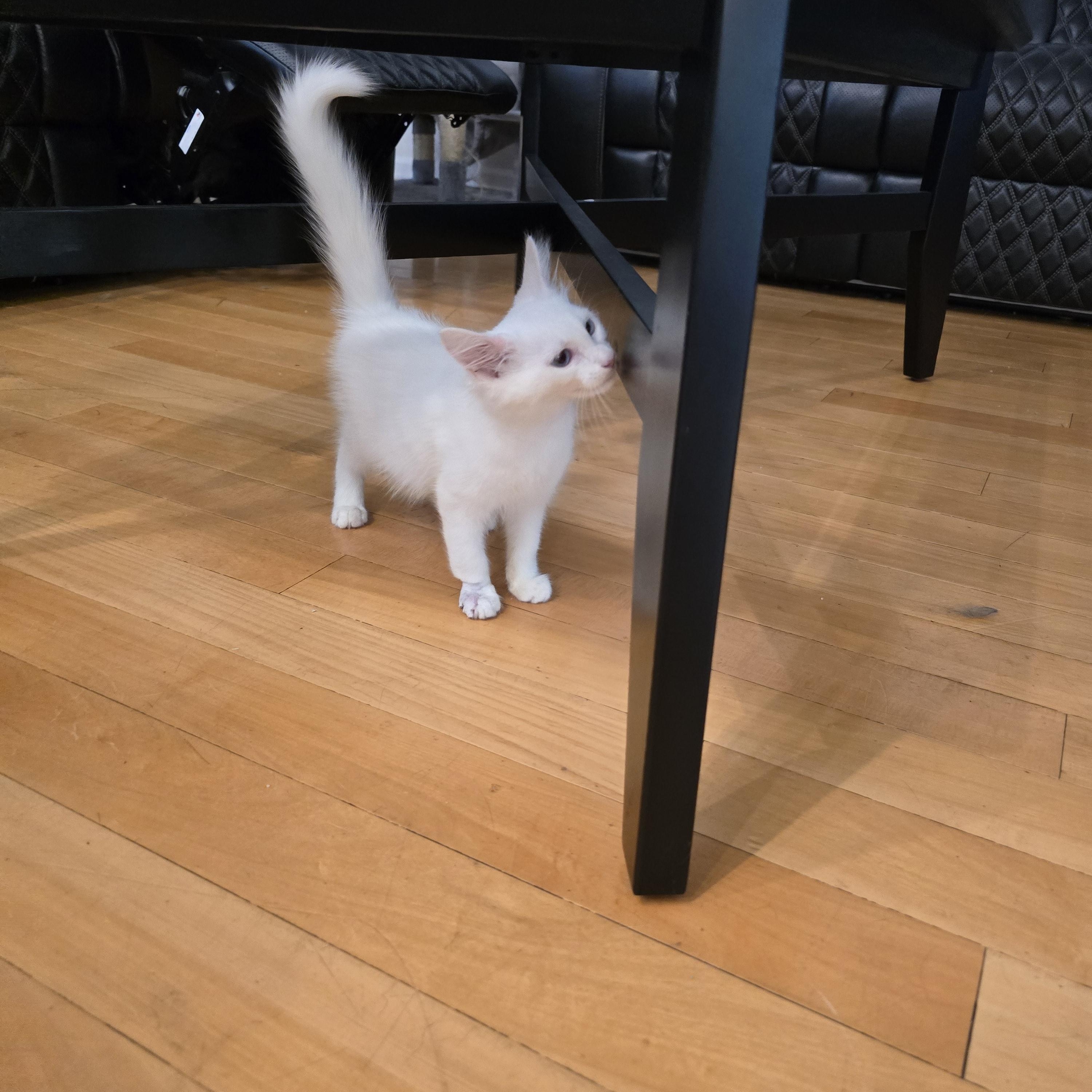 Cotton Ball photo 4
