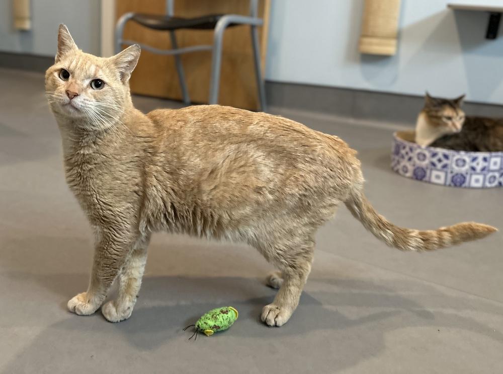 Enlarge Clifford The Big Red Cat, a Adoptable mixed breed in Norristown, PA image 2/3
