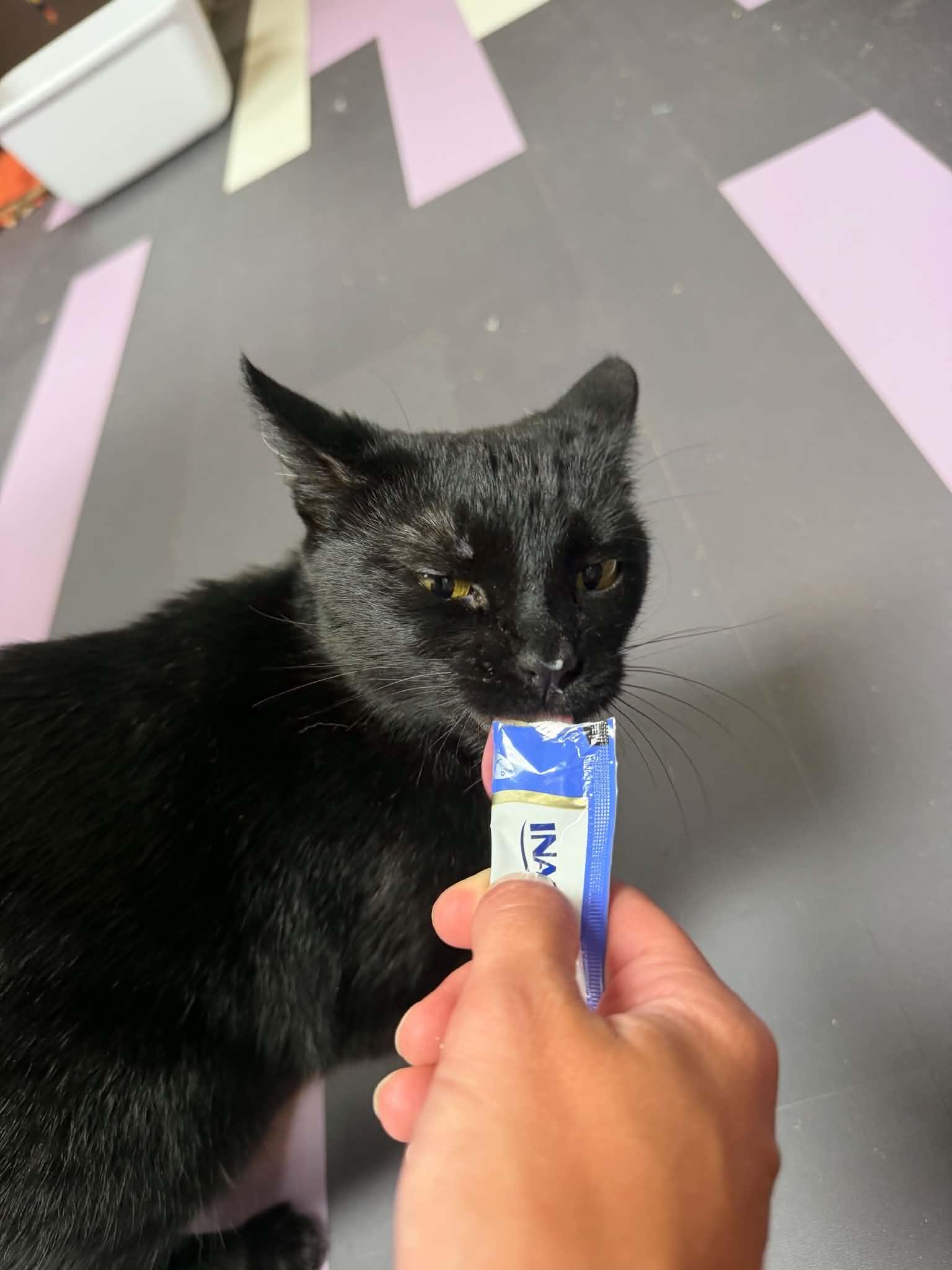 Birdie, Adopted, Adult Female Domestic Short Hair.