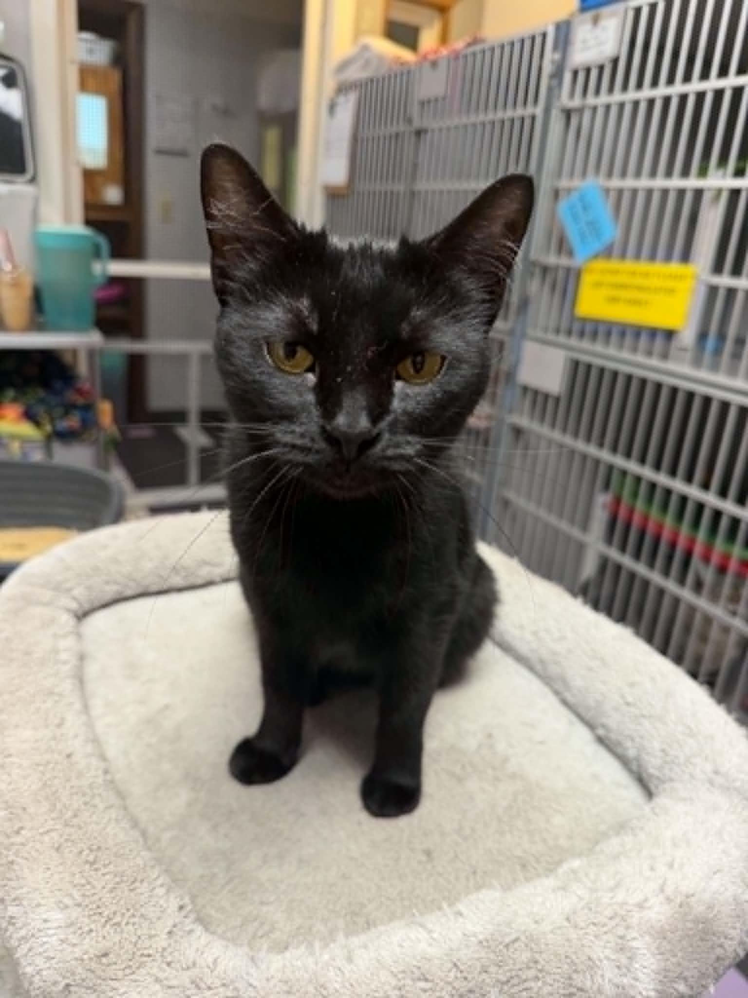 Enlarge Birdie, a Adopted Domestic Short Hair in Cedar Rapids, IA image 2/2