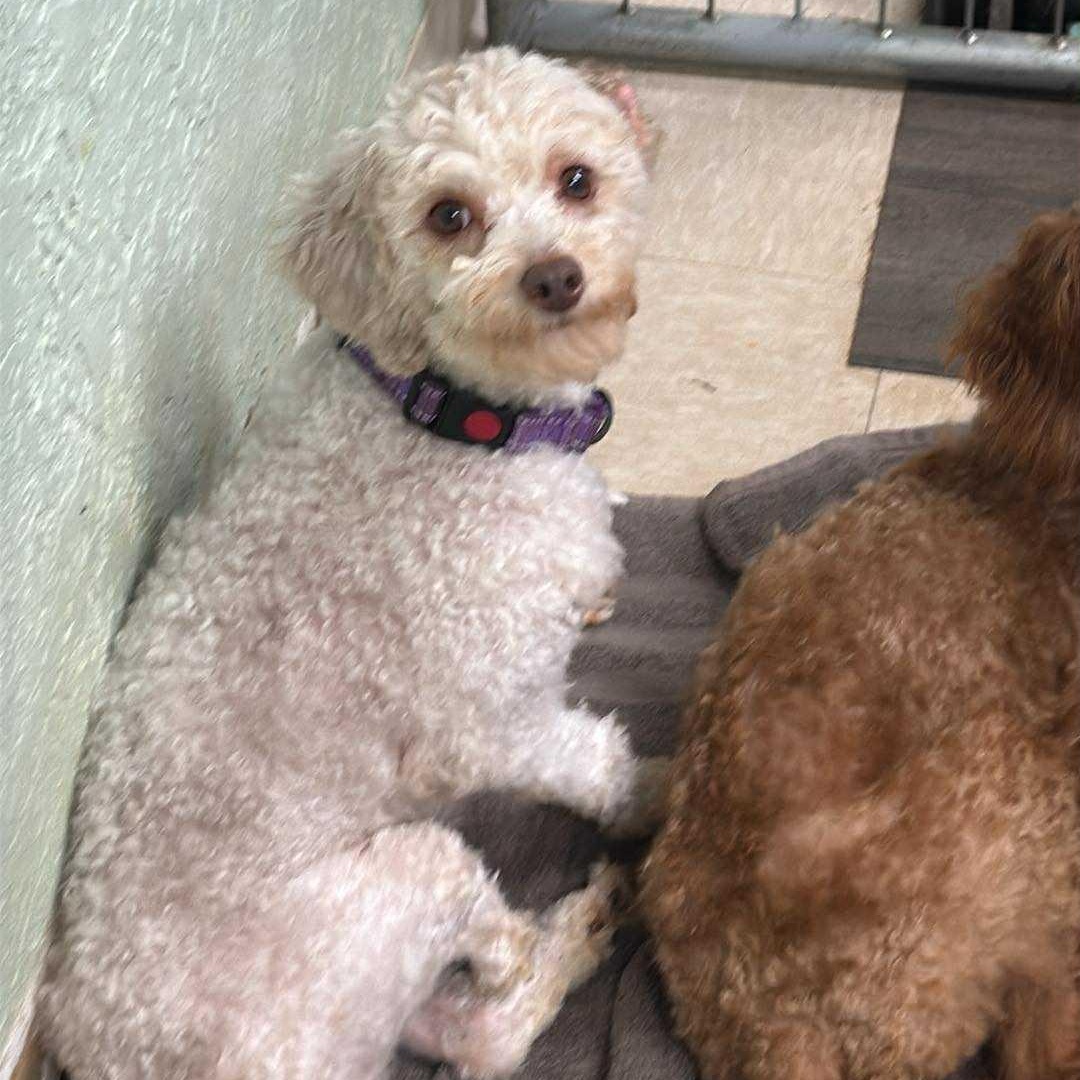Creme, Adoptable, Young Female Poodle.